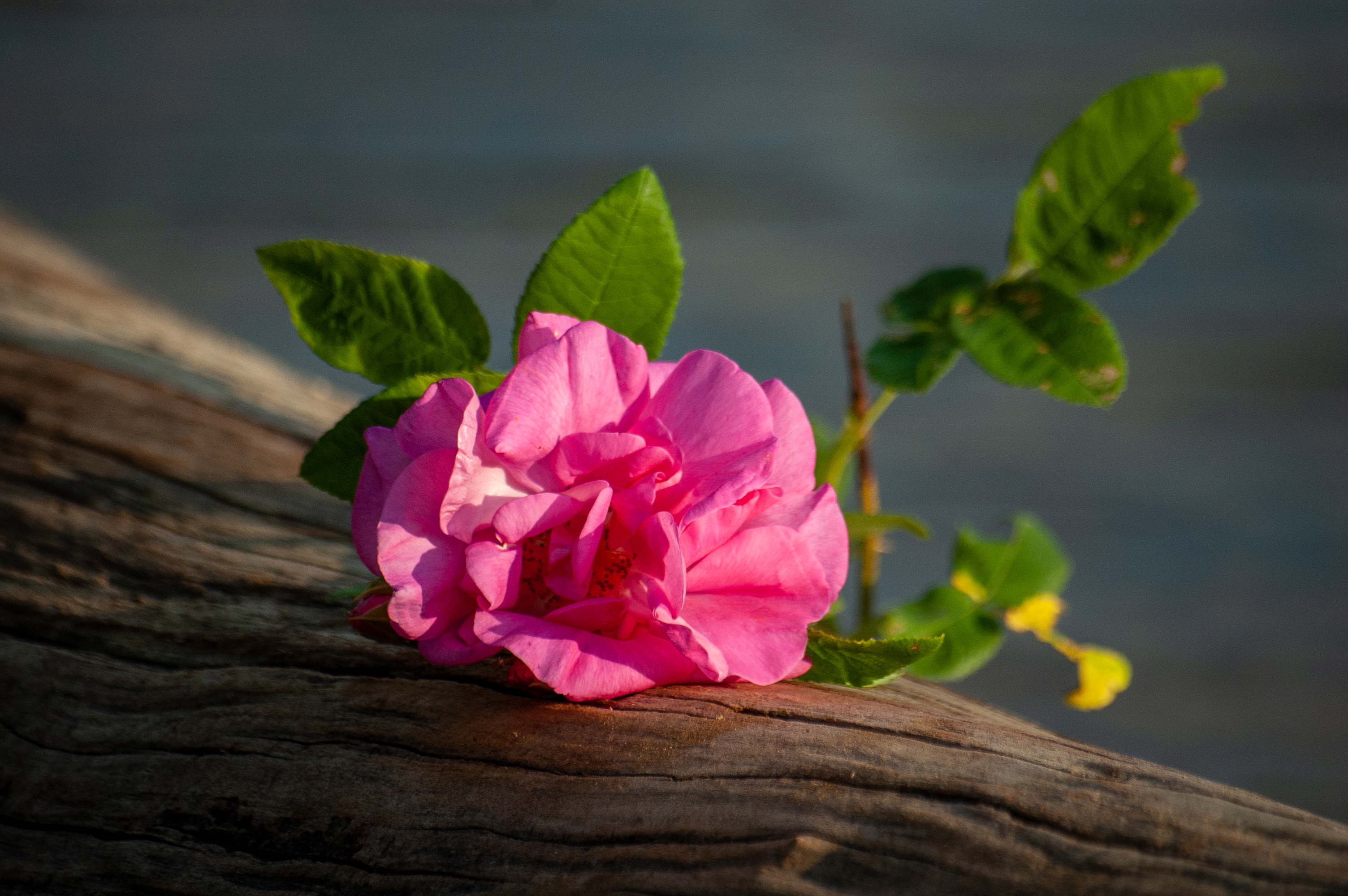 Free photo A pink flower lies on a fallen tree