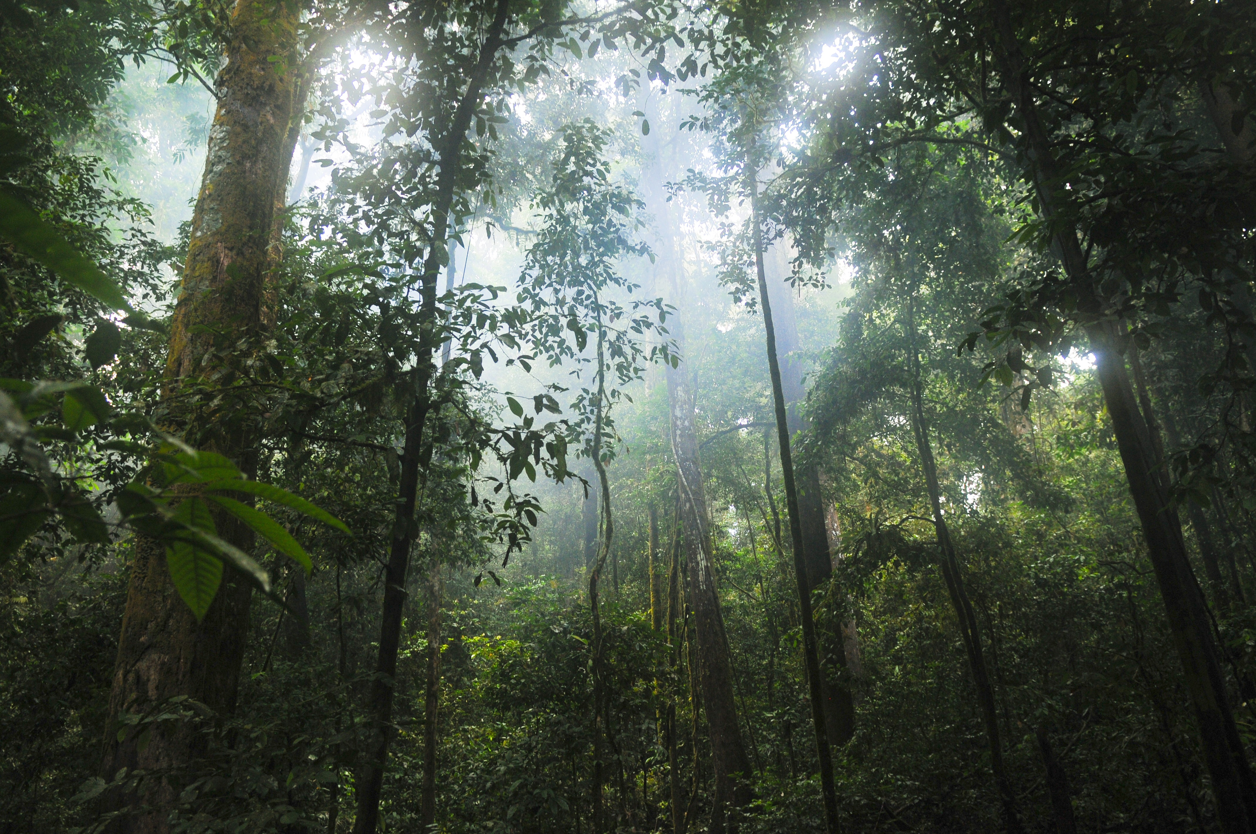 Free photo Jungle forest with sunshine