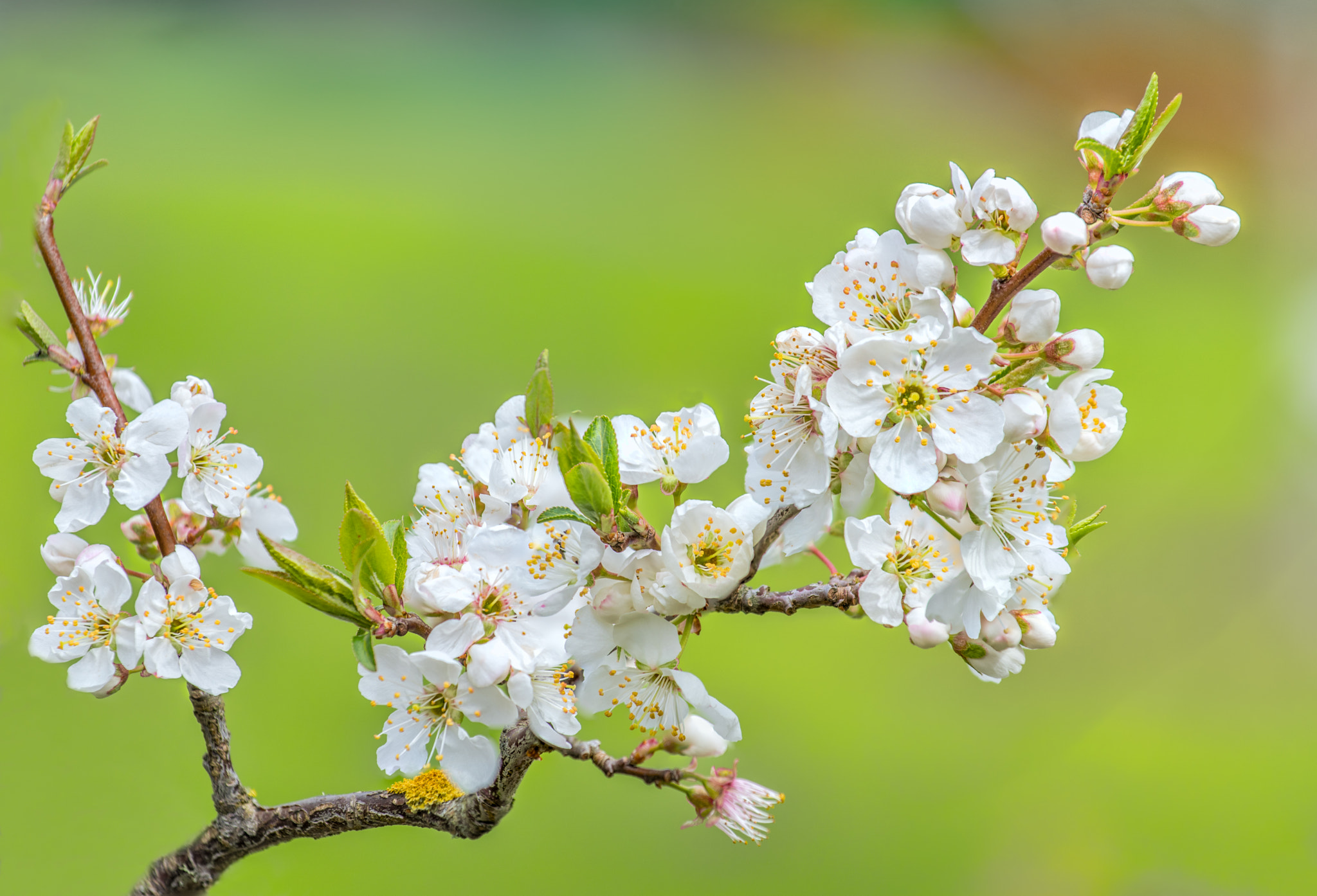 Free photo Cherry blossom photo of the tree