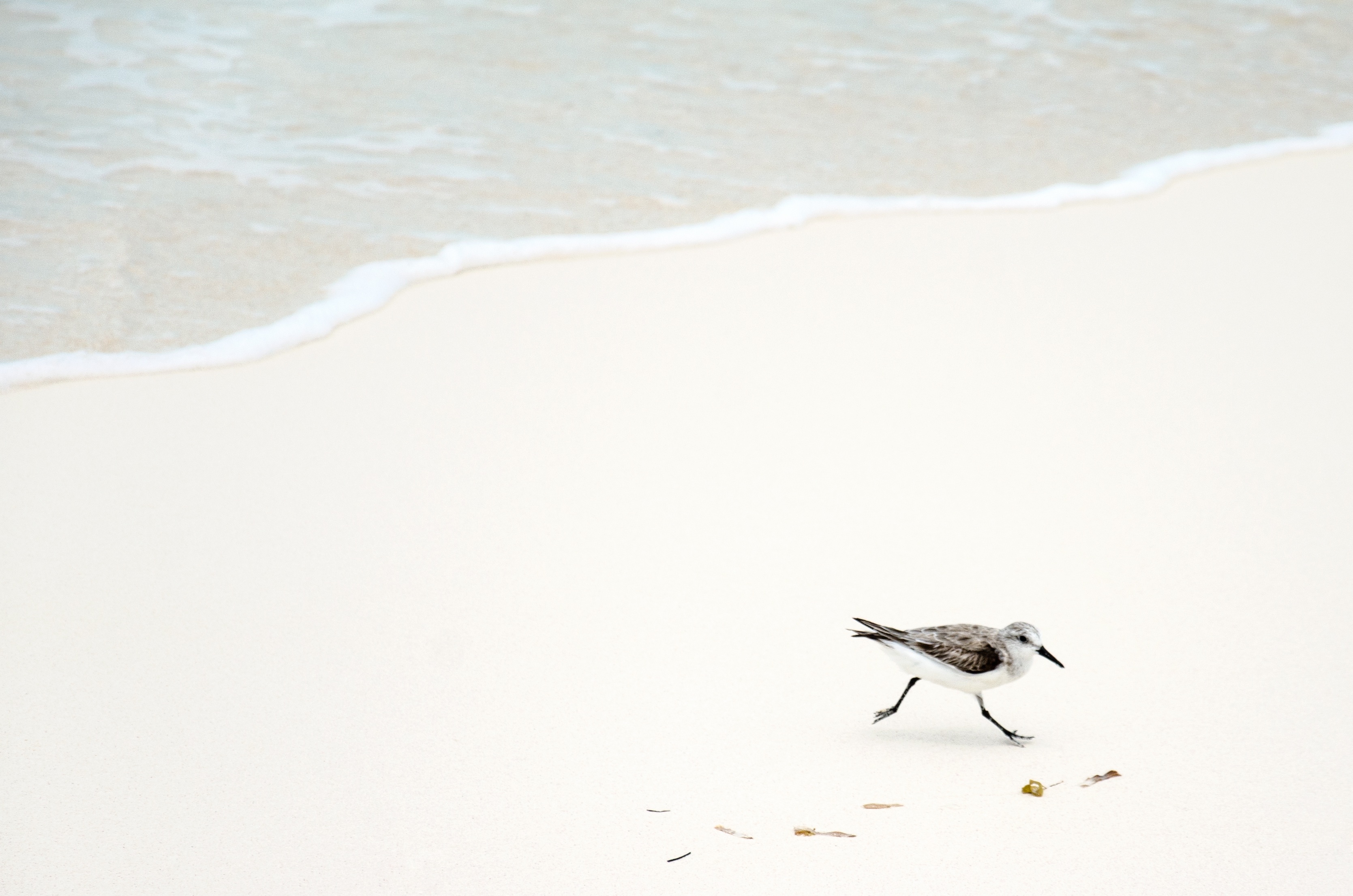 一只海鸥在沙滩上散步