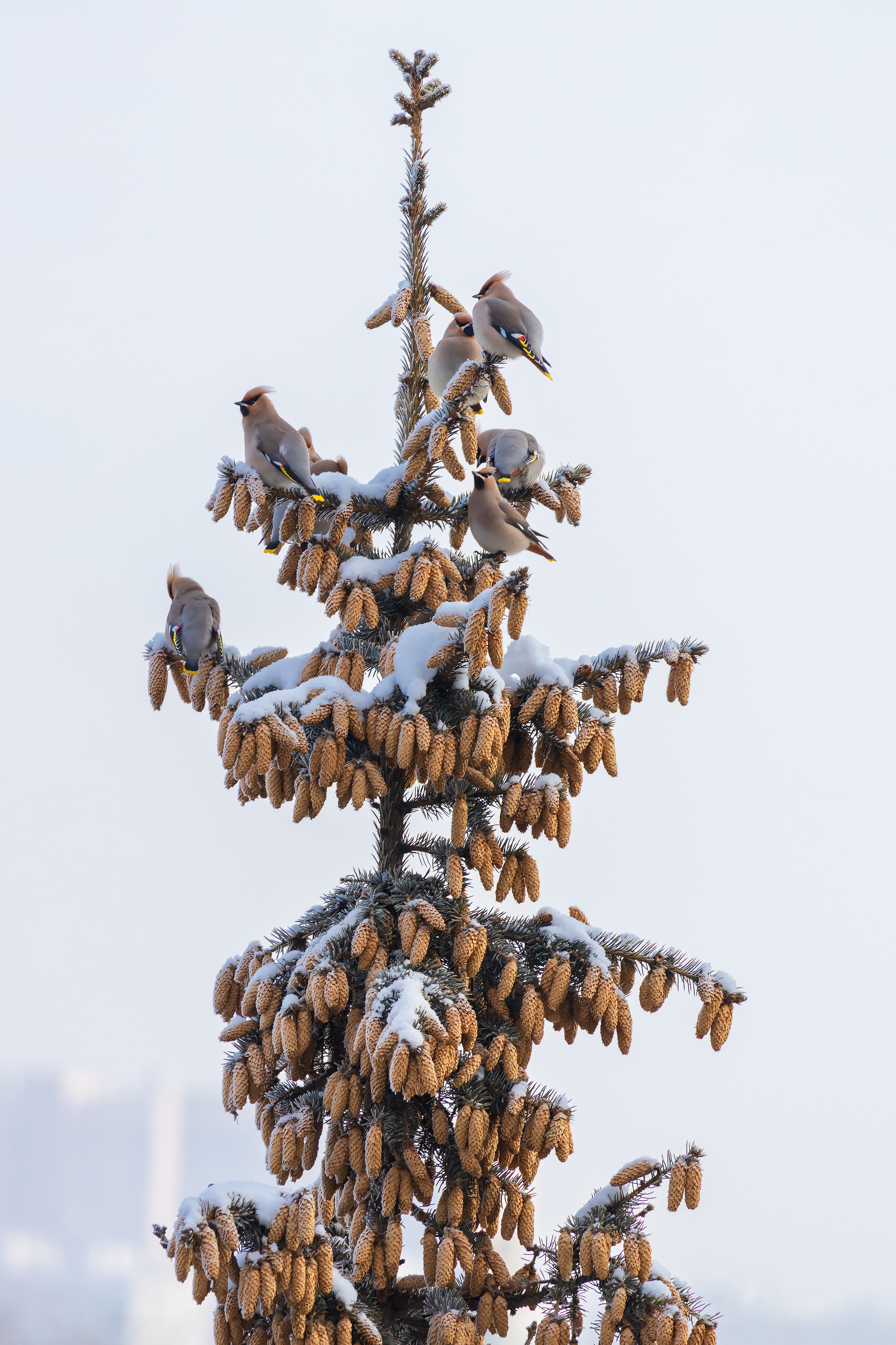 Wallpapers birds winter fir on the desktop