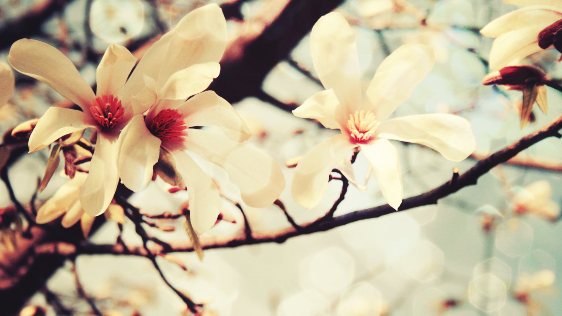 Обои цветы природа ветвь на рабочий стол