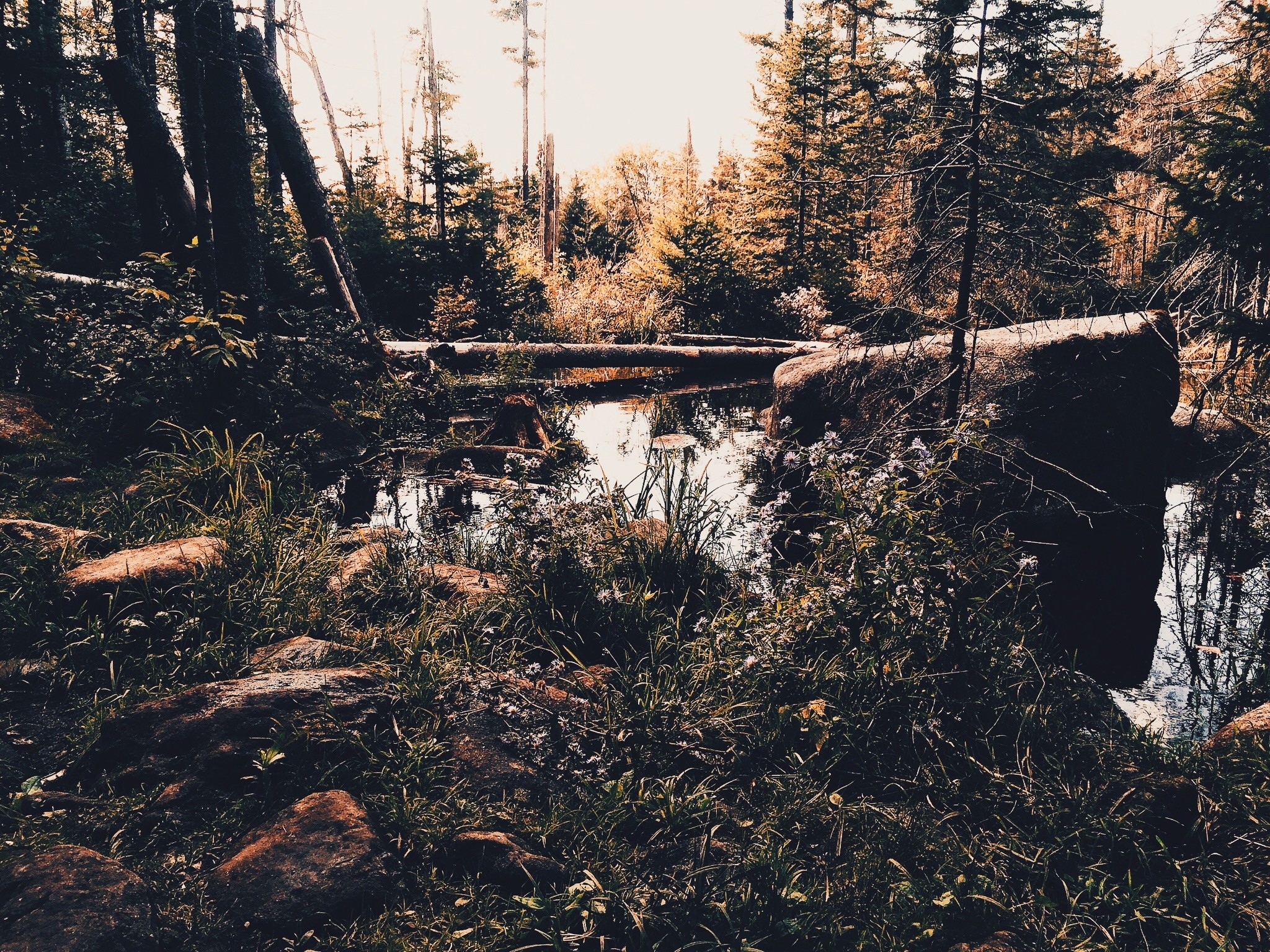 An impenetrable flooded forest