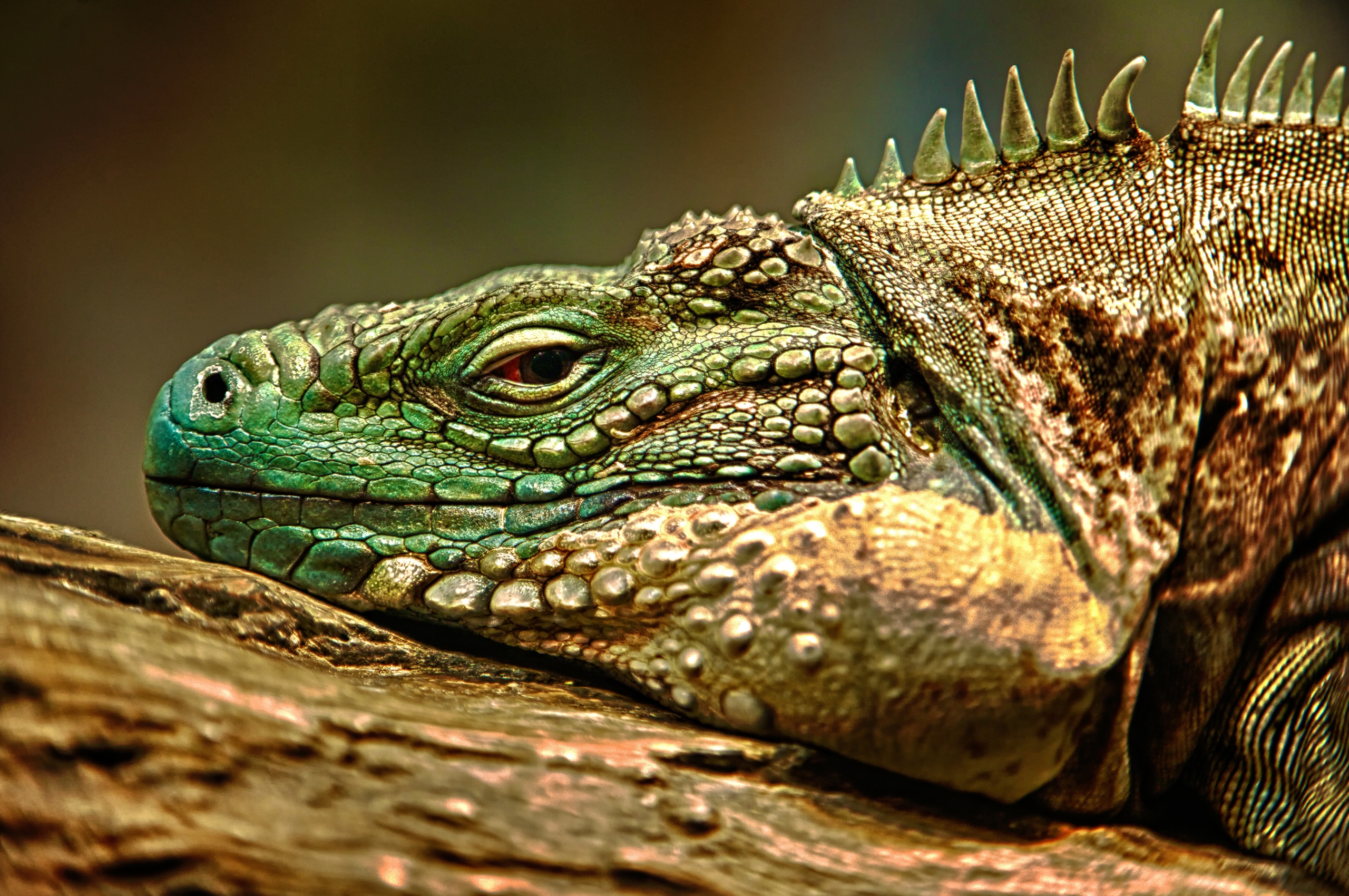 Wallpapers iguana face color on the desktop