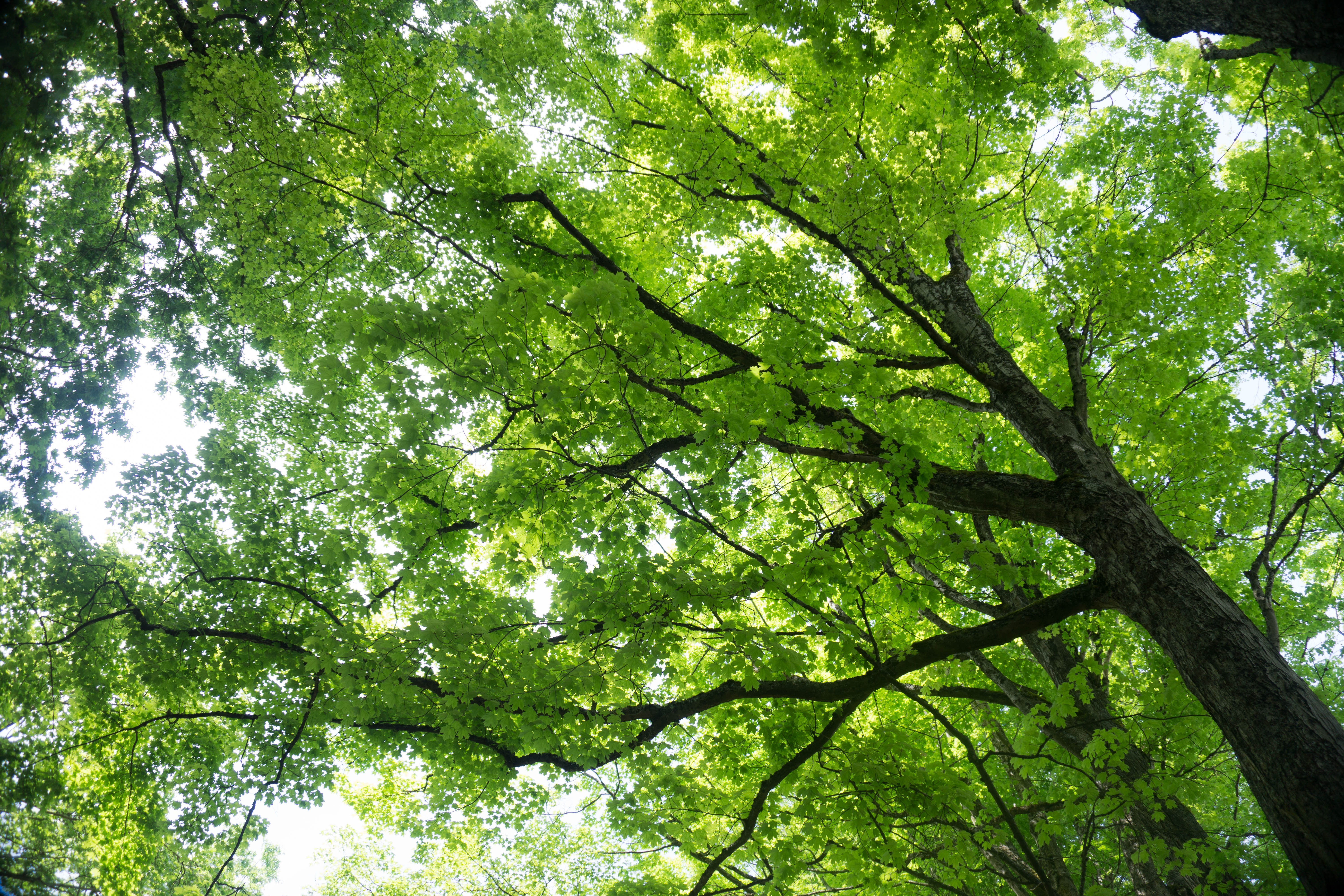 Free photo Maple with green leaves