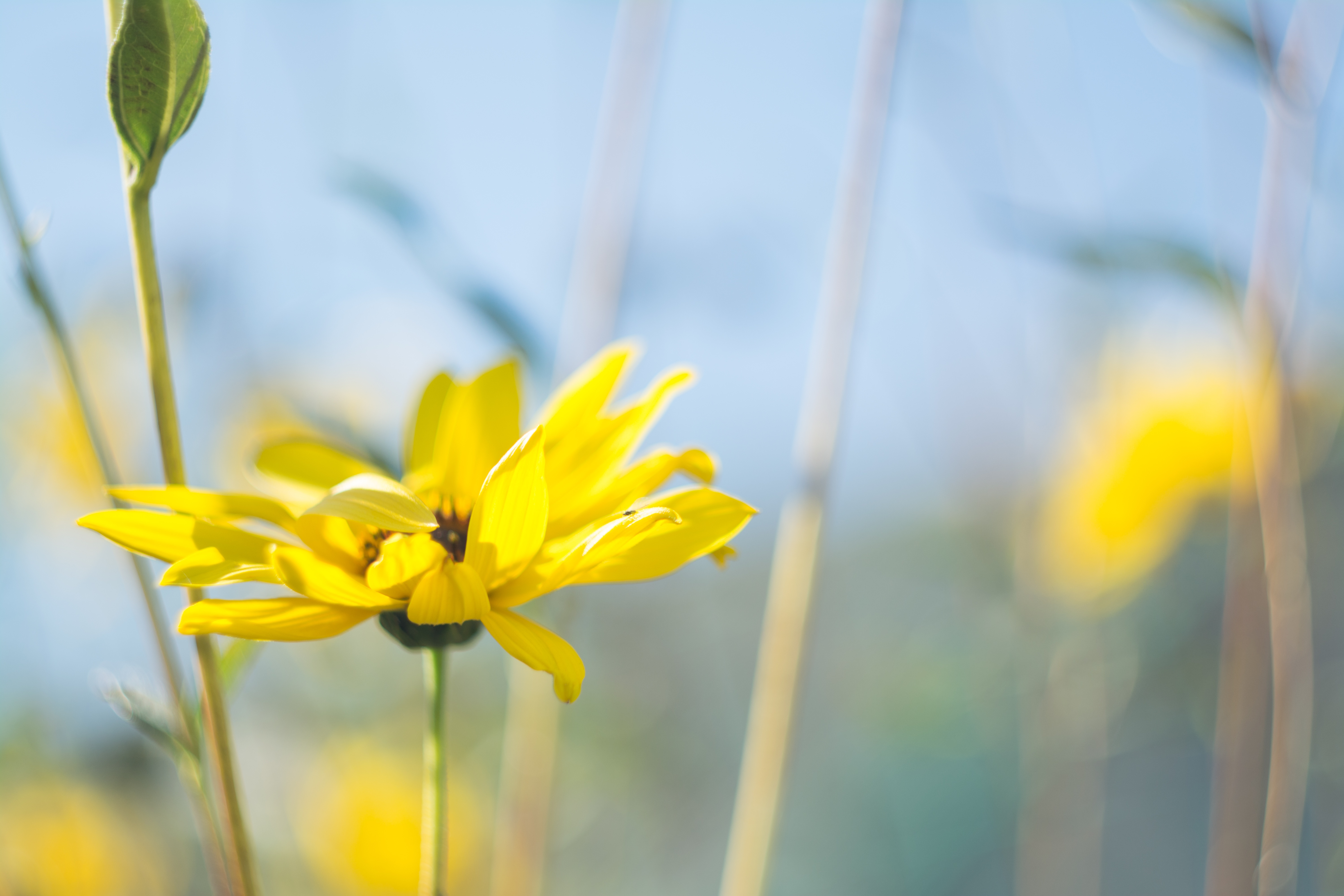 Wallpapers nature flower plant on the desktop