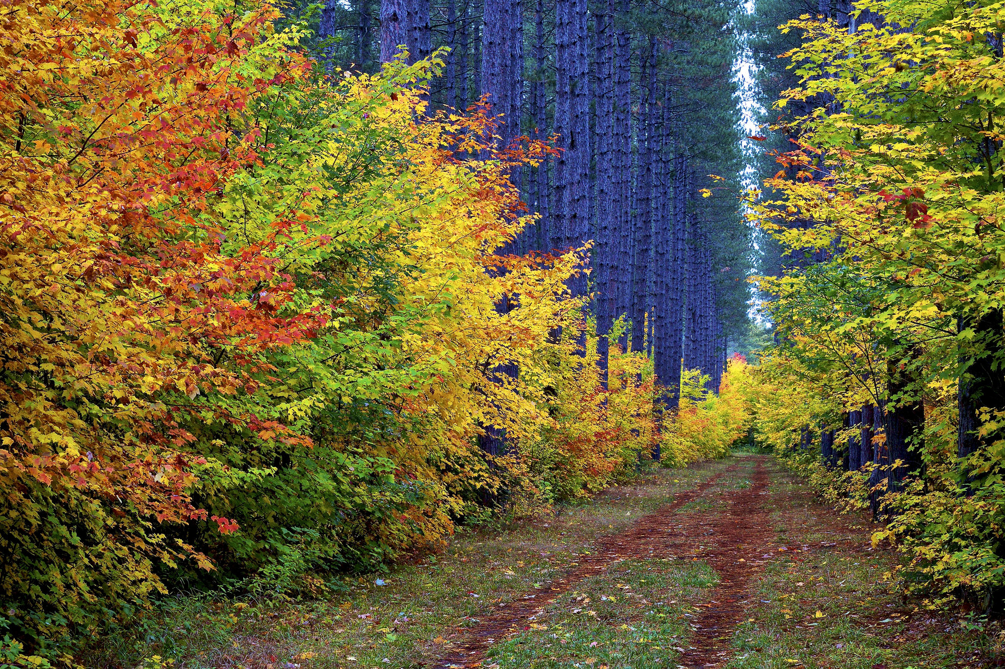 Free photo Forest road