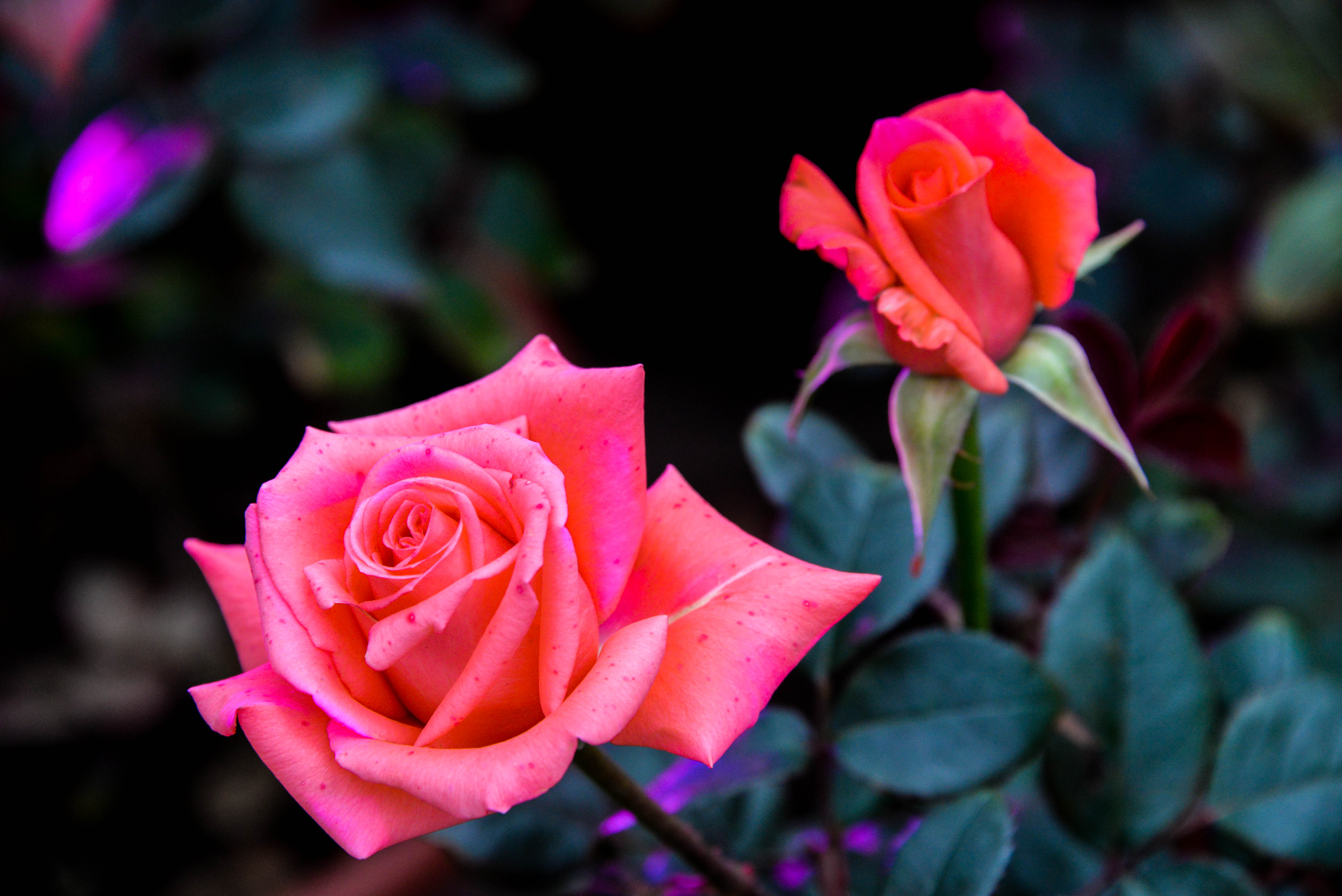Обои розовая роза две розы розы на рабочий стол