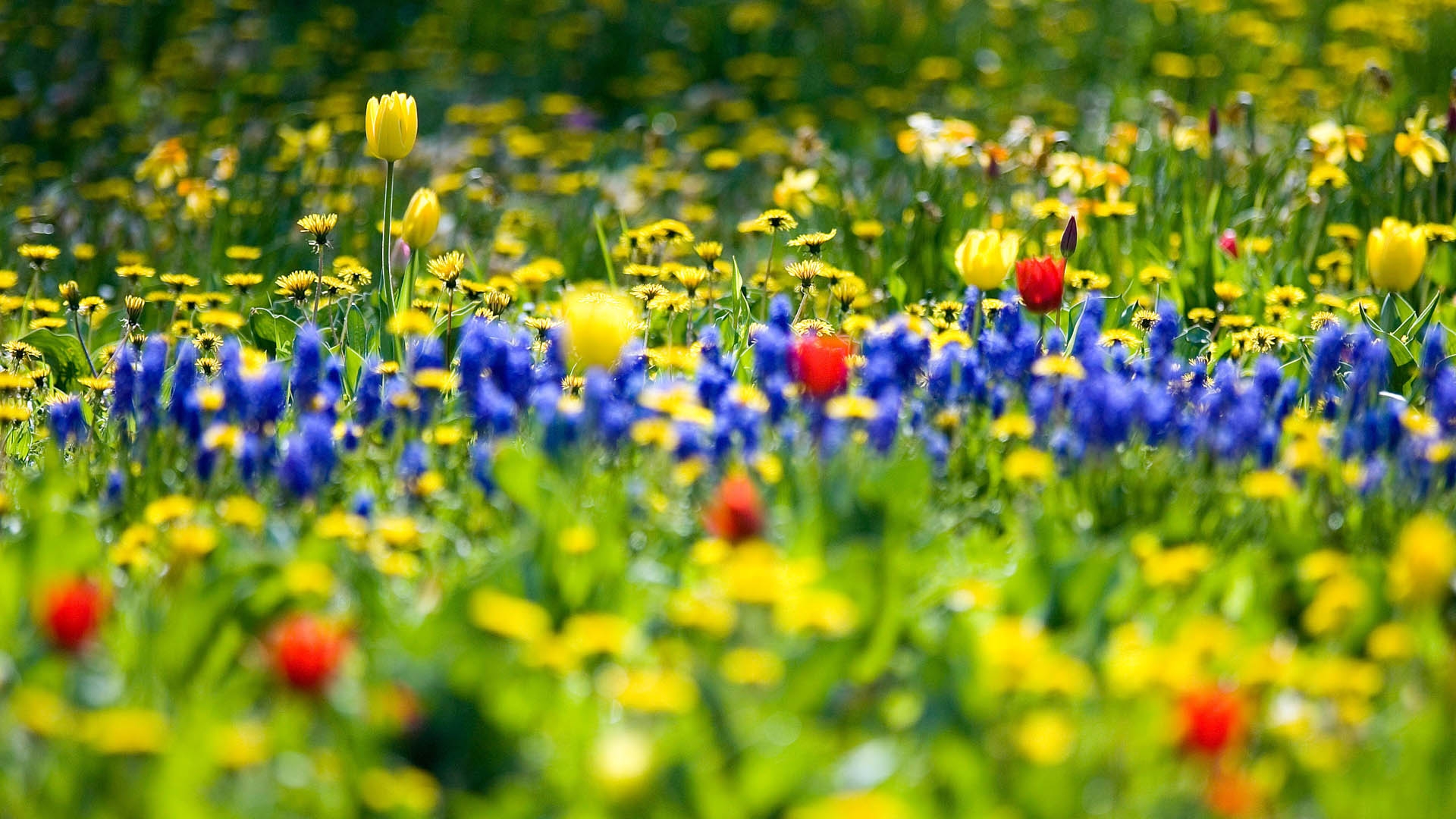 Free photo Summer field with flowers