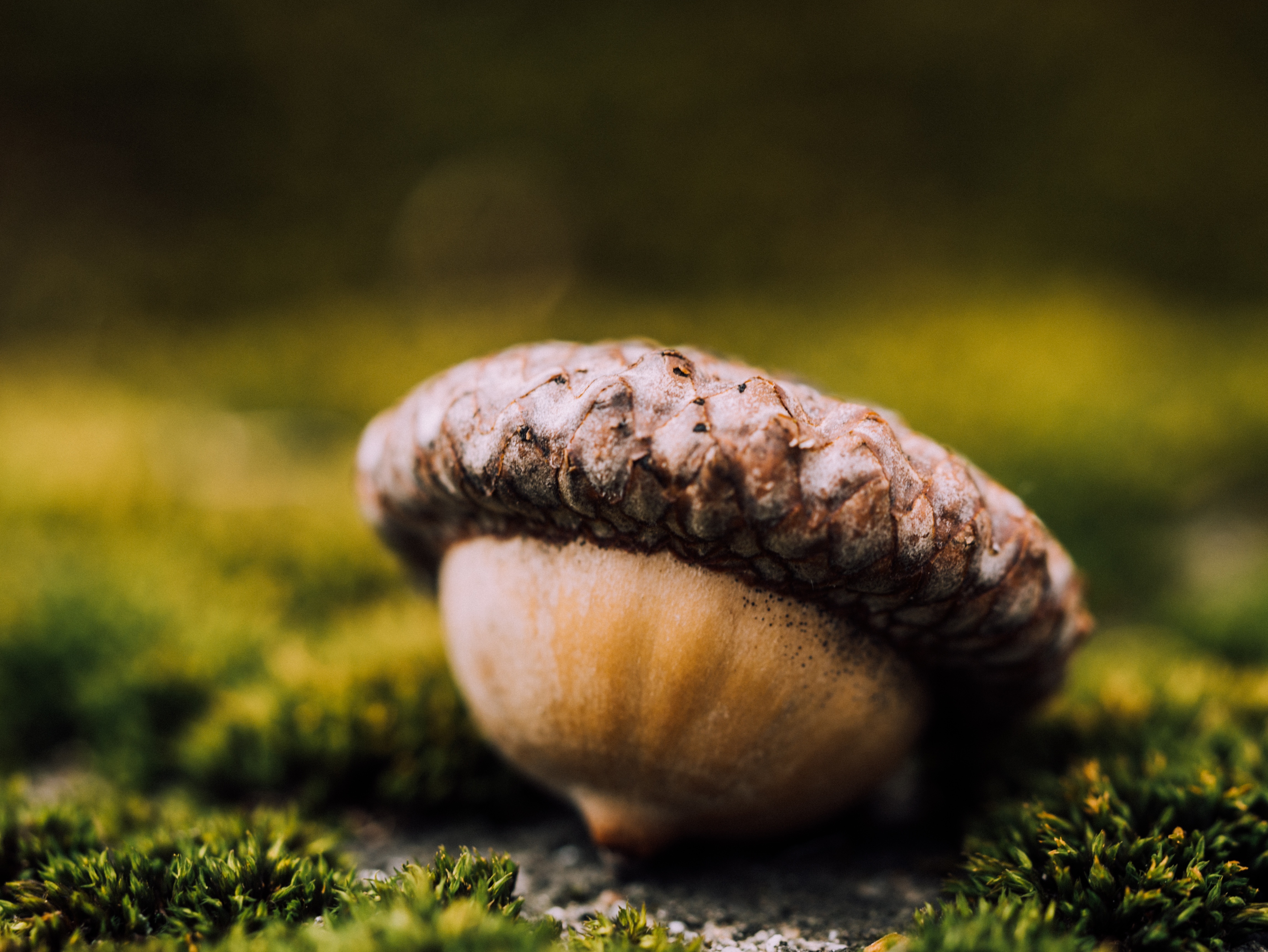 Free photo A nut that fell to the ground from a tree