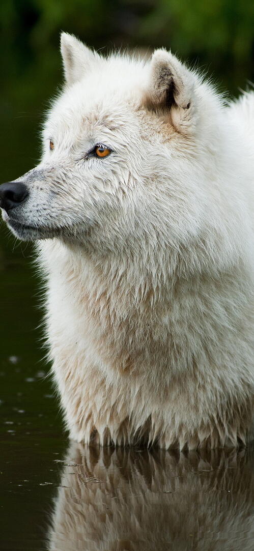 Обои вода собака дикая природа на рабочий стол