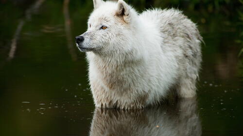 Обои вода собака дикая природа на рабочий стол