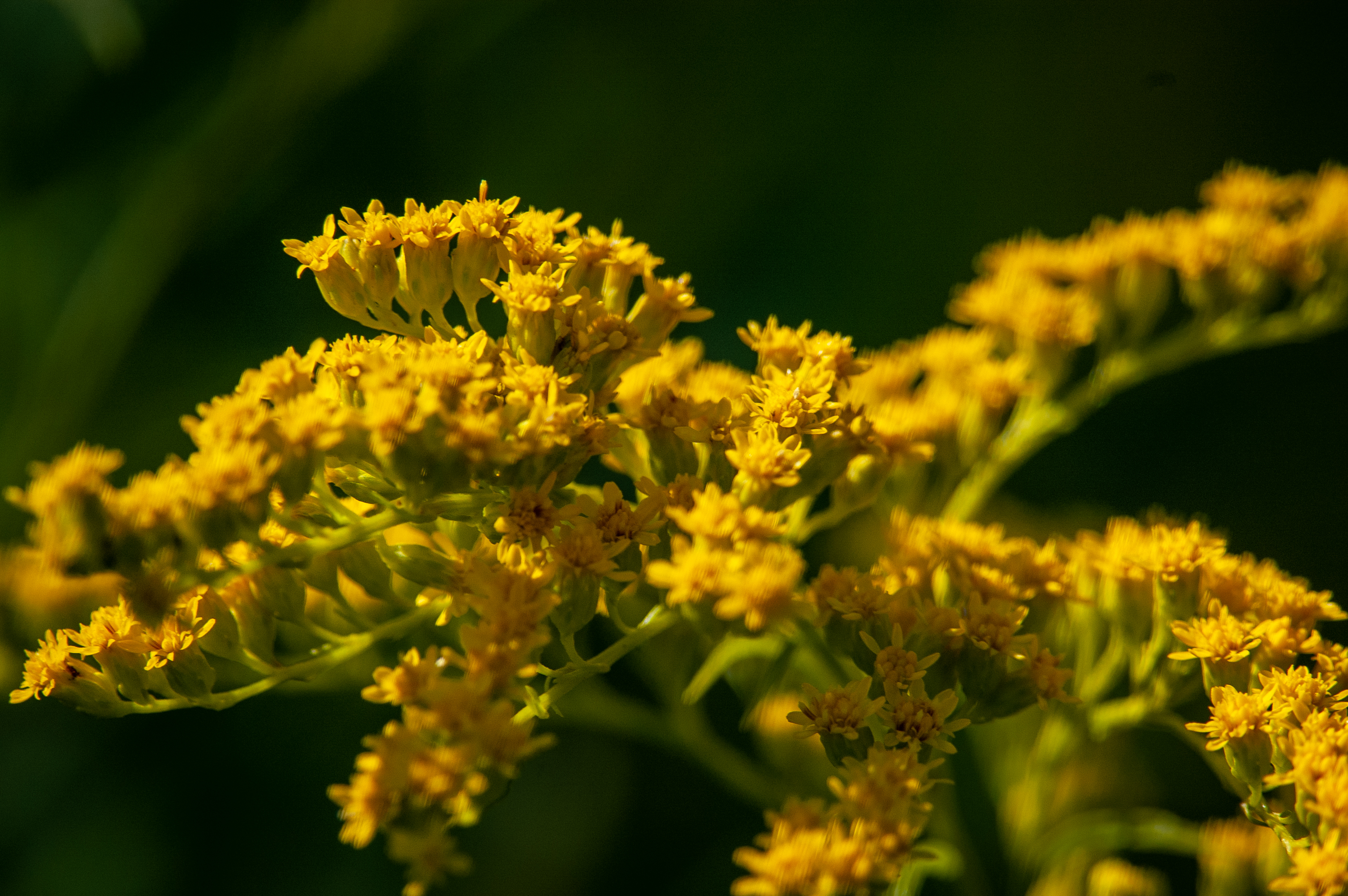 Free photo Field yellow flower close-up