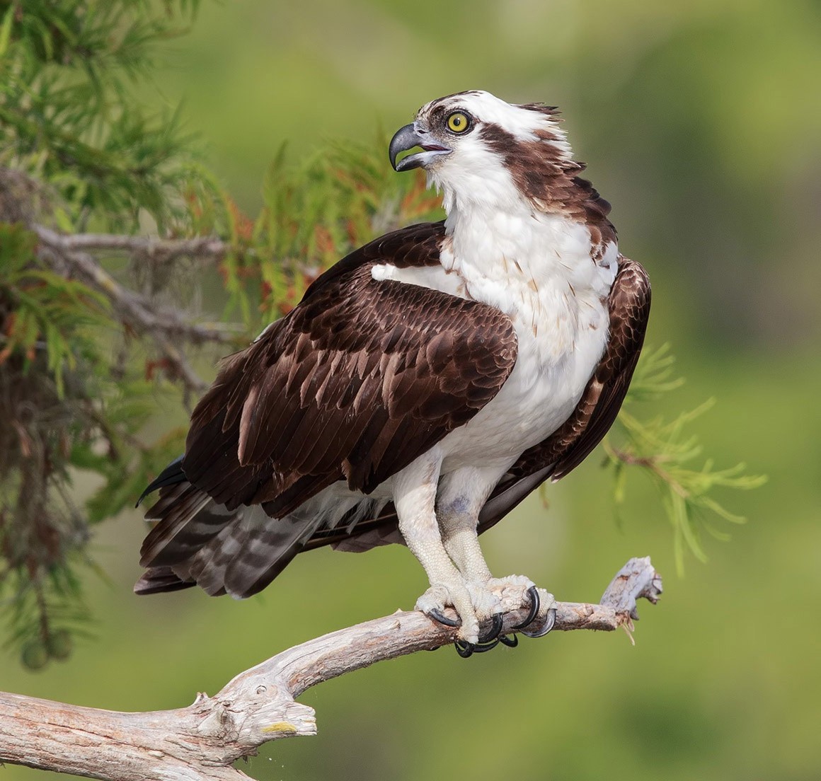 Бесплатное фото Грозный орел