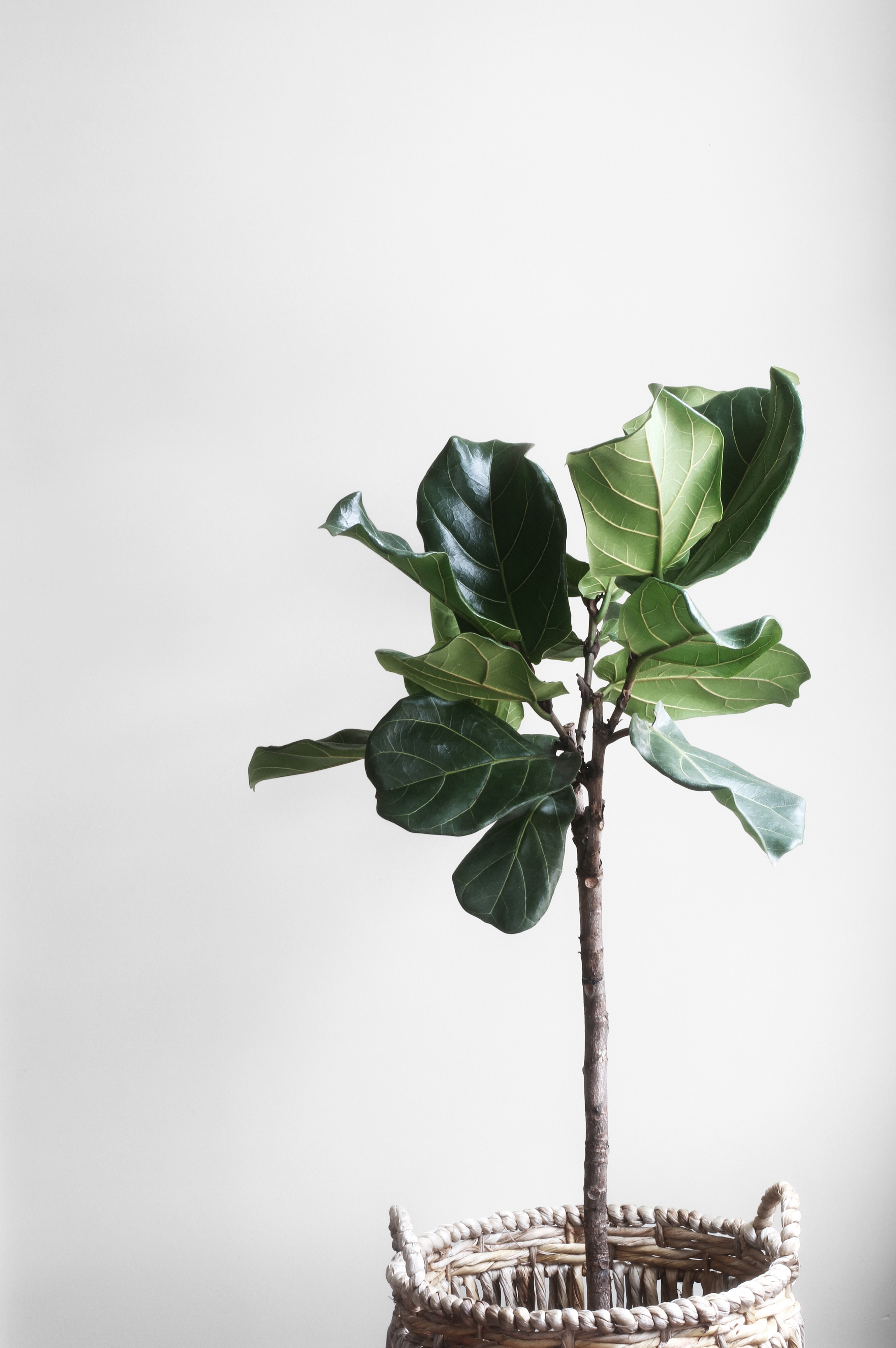 Wallpapers branch plant leaf on the desktop