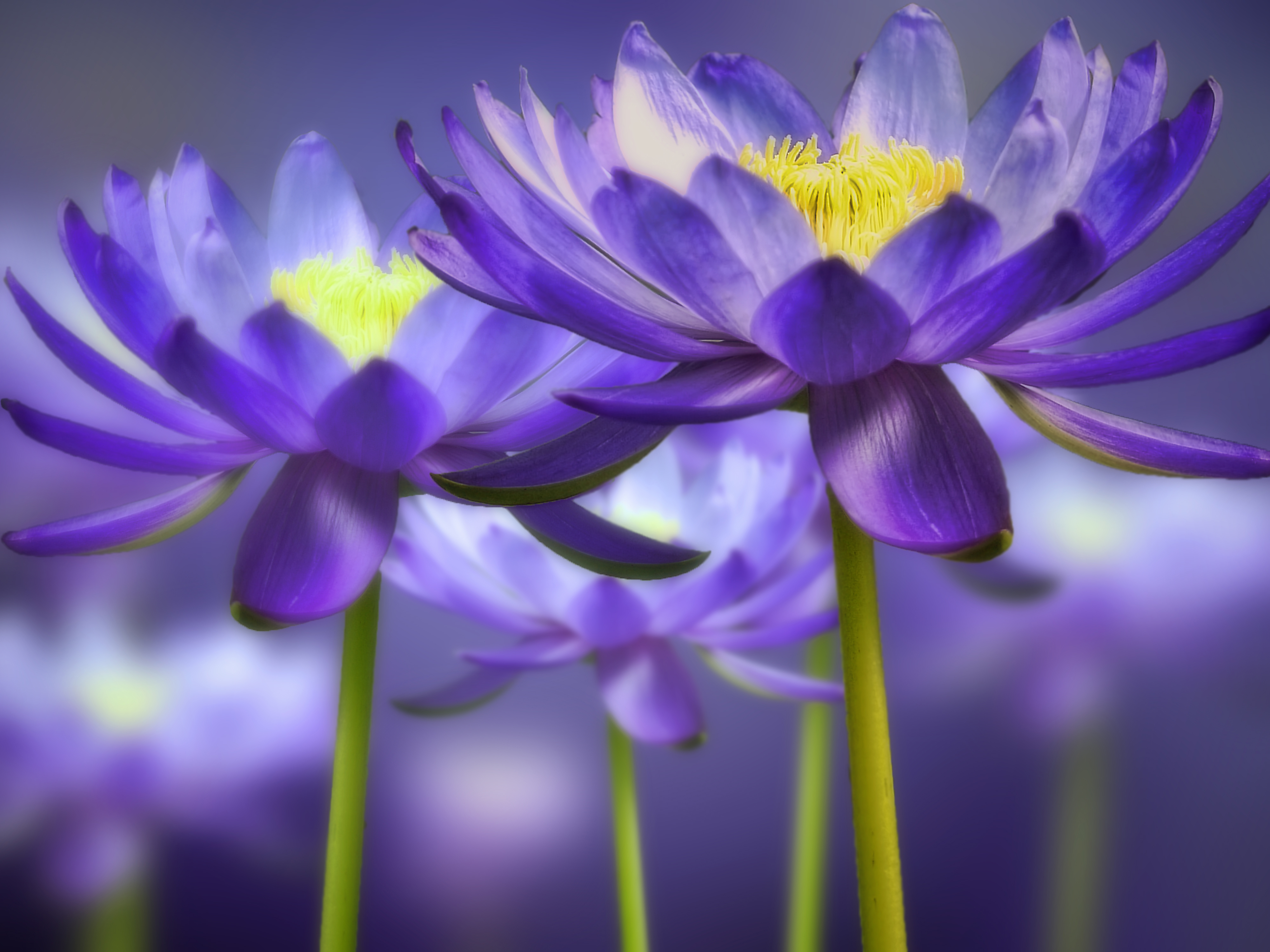 Wallpapers view lotus macro flowers on the desktop