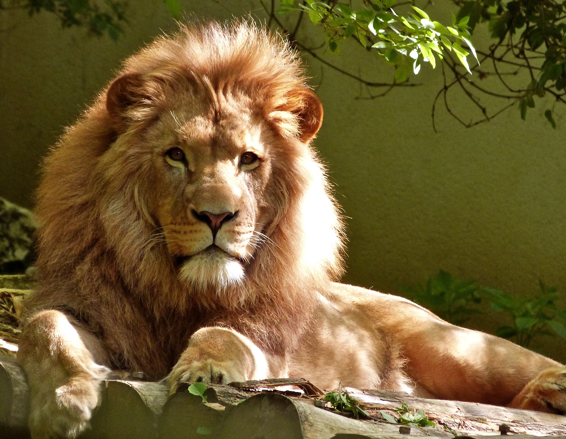 Free photo A picture of a sullen lion