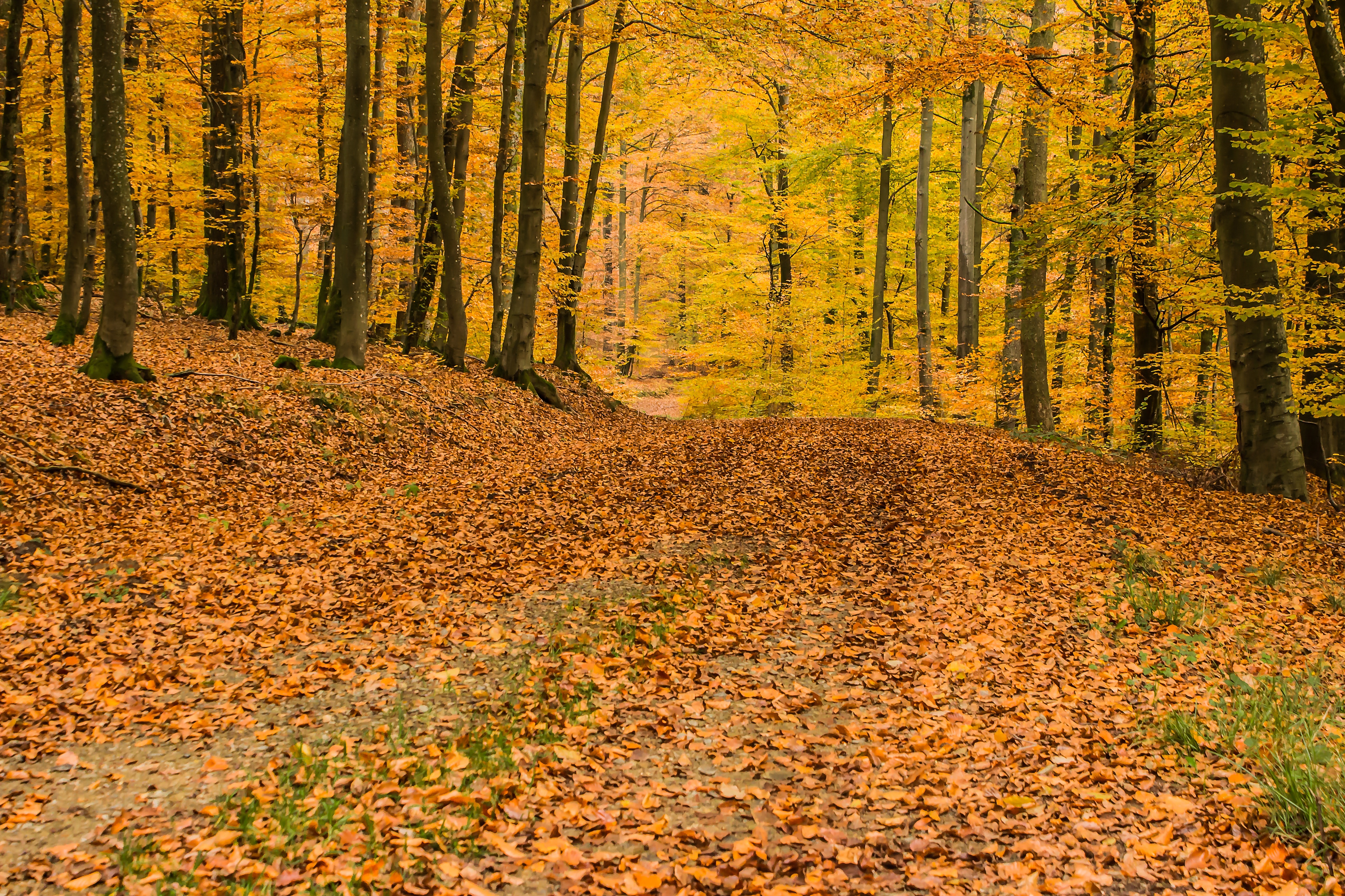 Бесплатное фото Осенний лес желтого цвета с опавшими листьями