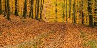 Autumn forest yellow with fallen leaves