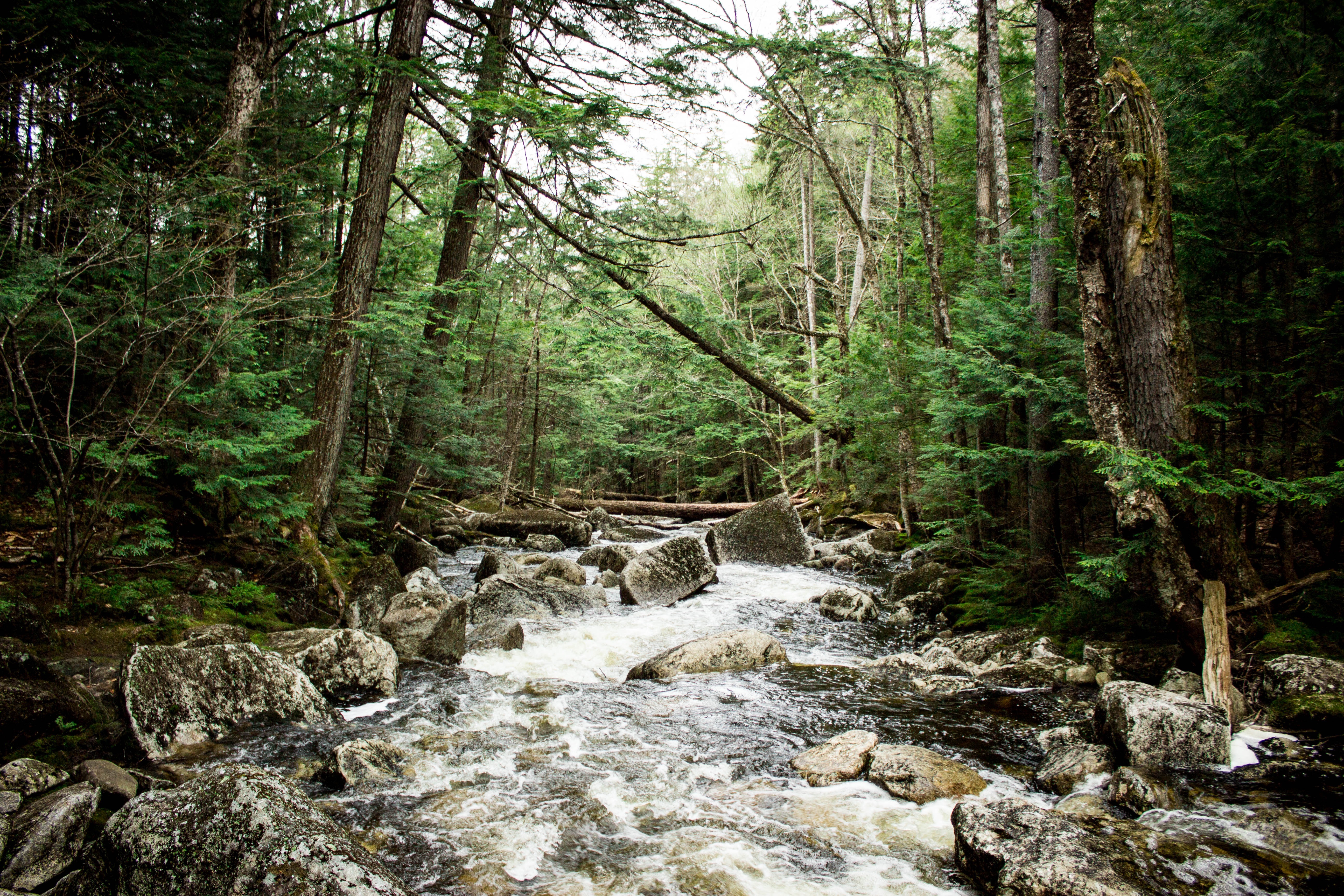 Free photo A fast-flowing river in the woods with big rocks