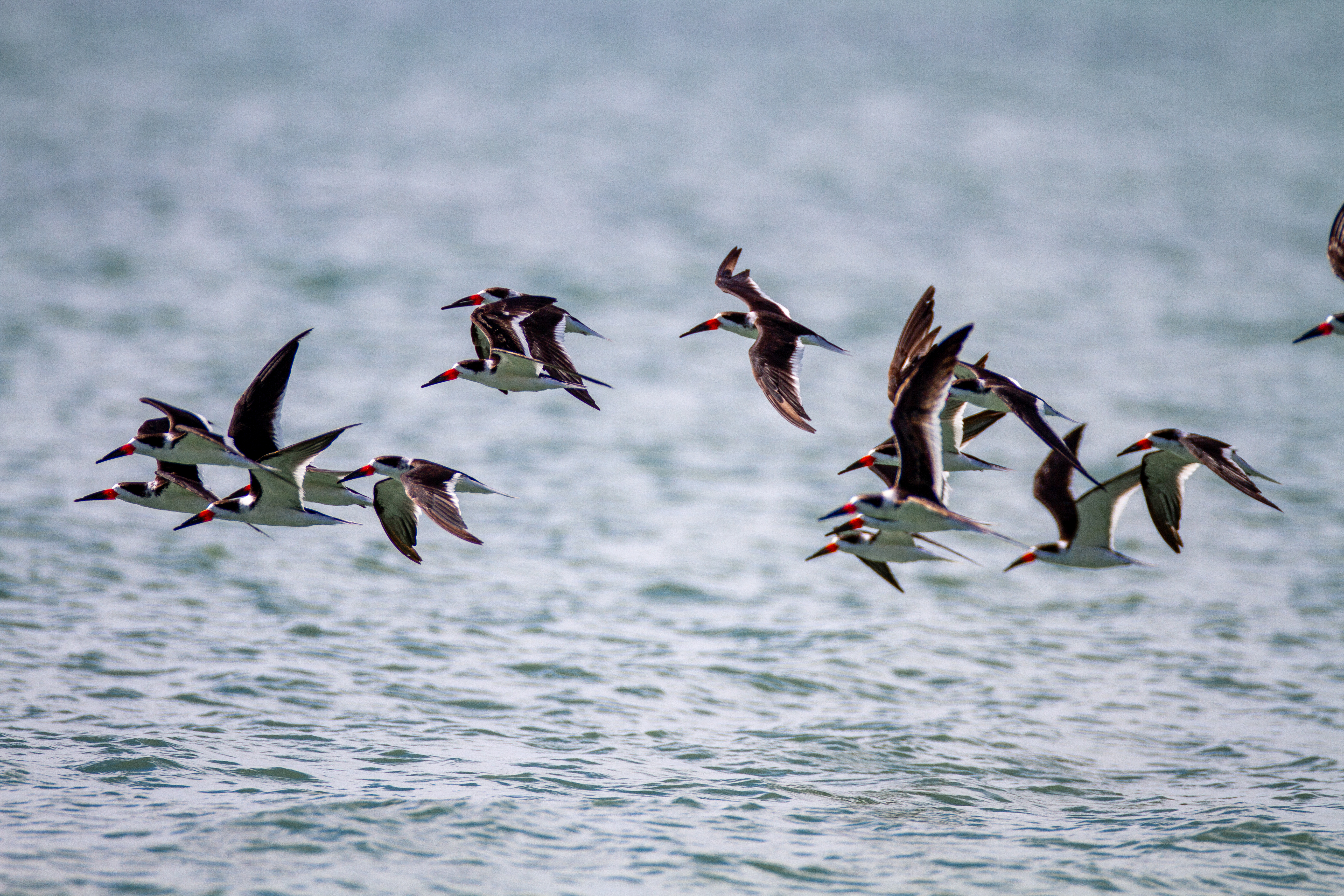 一群黑色掠鸟飞过水面