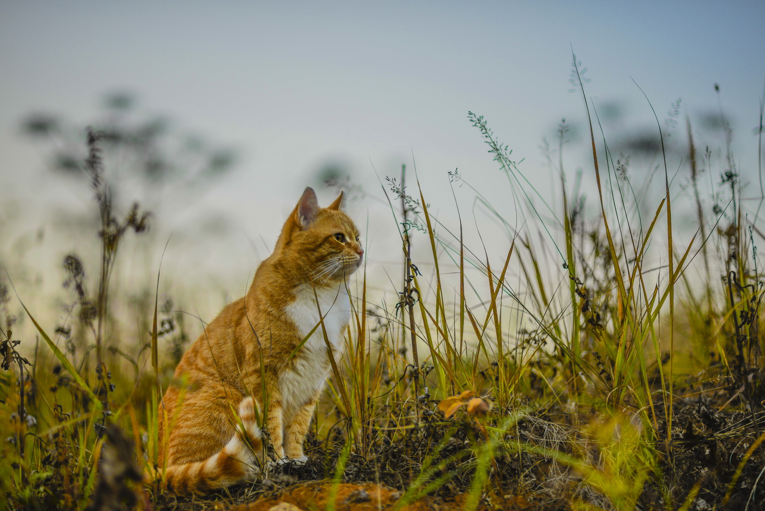 Wallpapers cat nature grass on the desktop