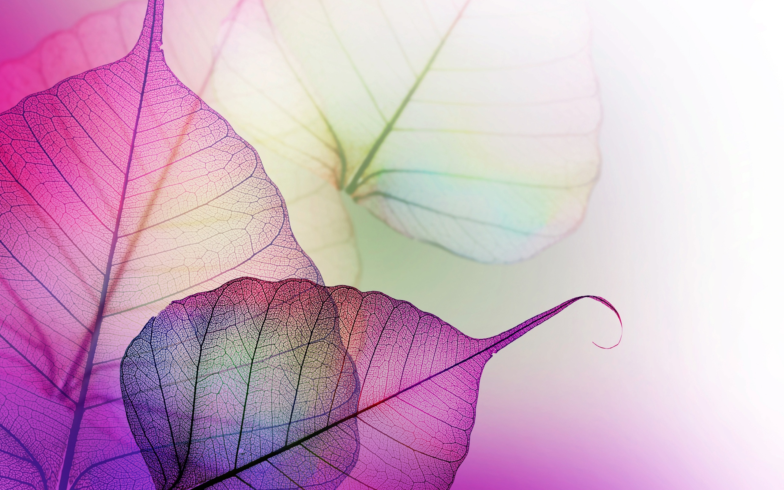 Wallpapers leaves lilac purple on the desktop