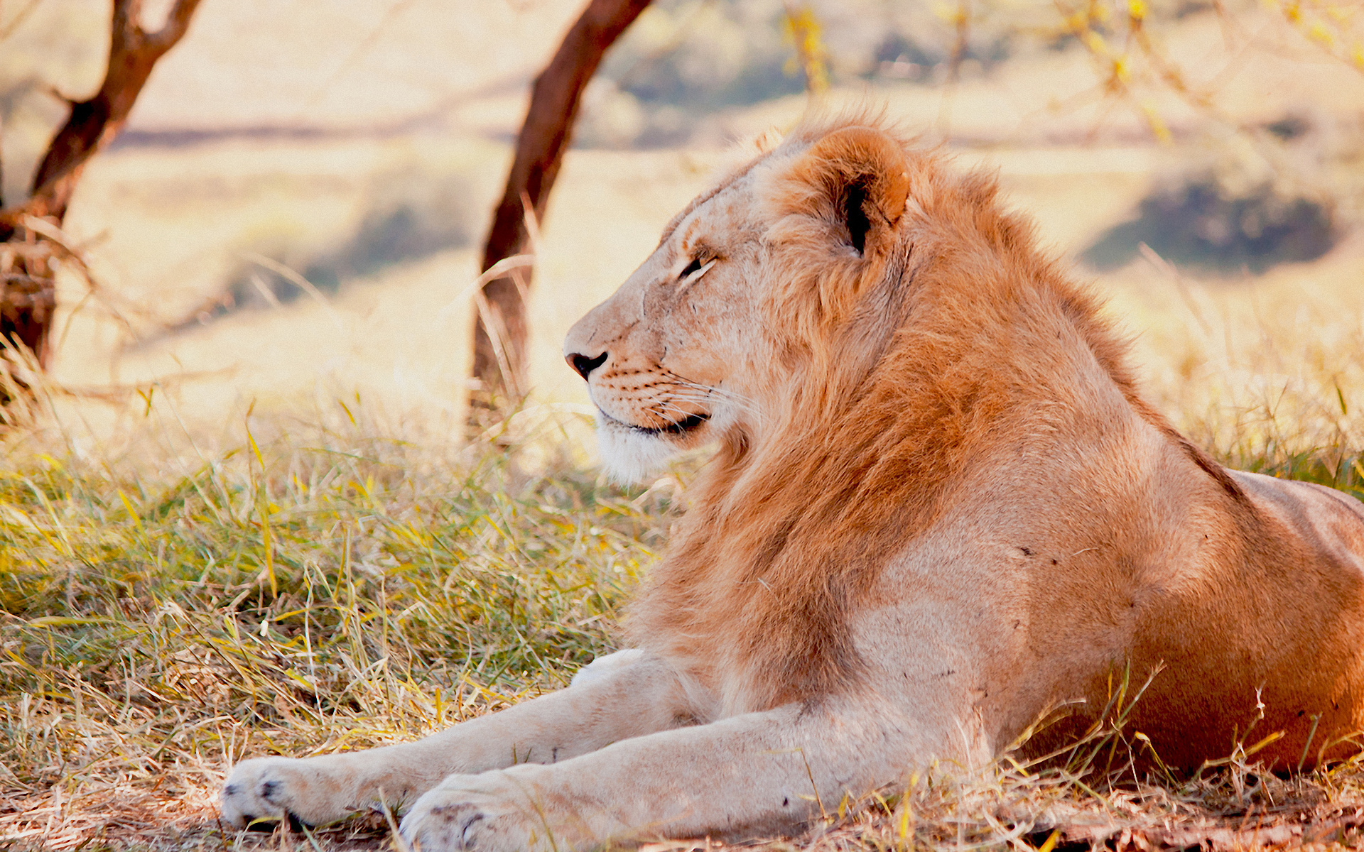 Free photo The old lion, retired