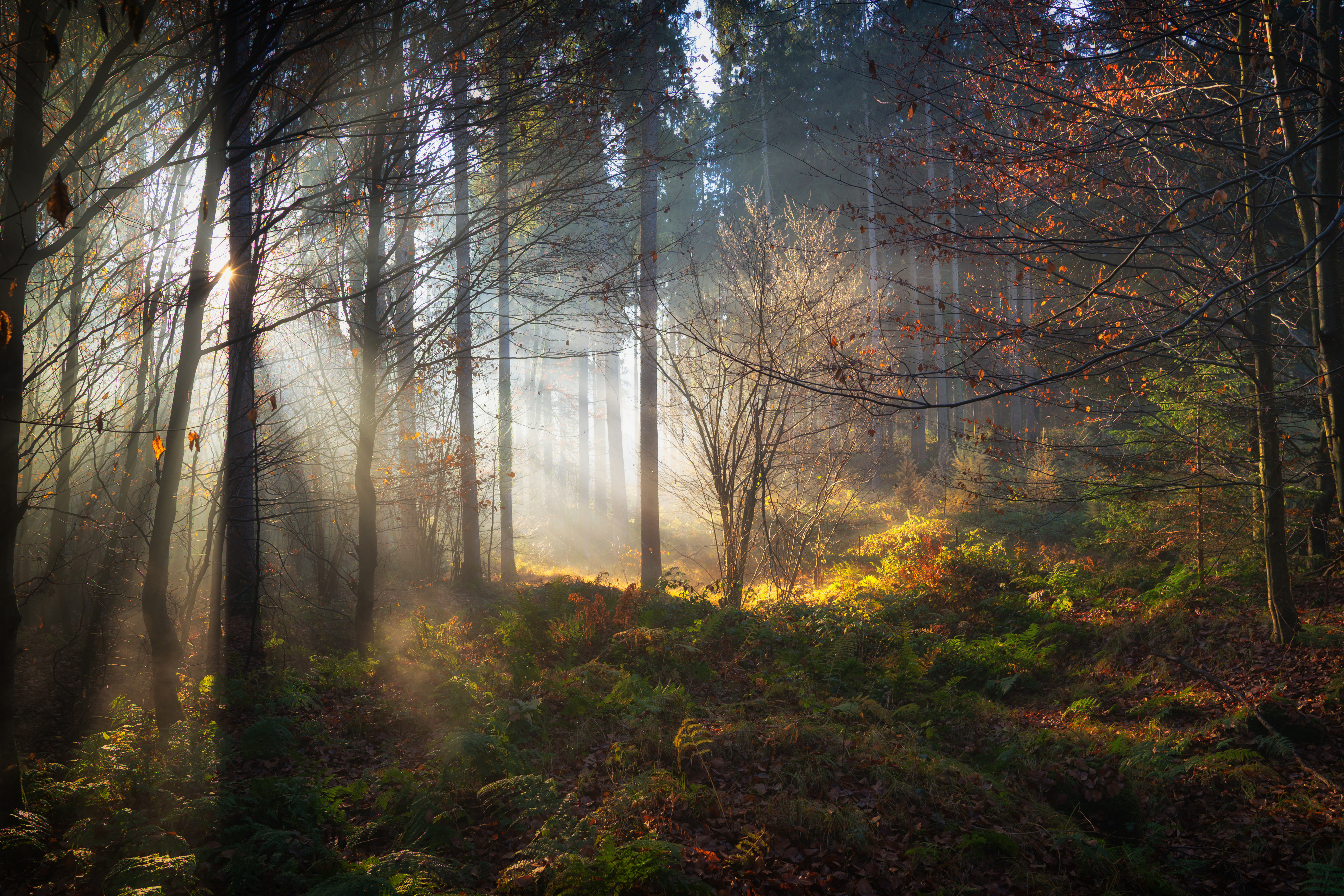 Wallpapers forests trees trees forests germany on the desktop