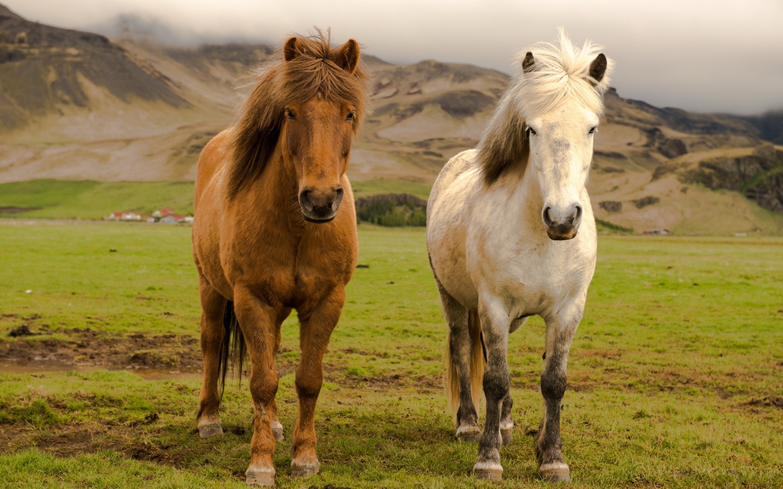 Free photo Two horses in the pasture