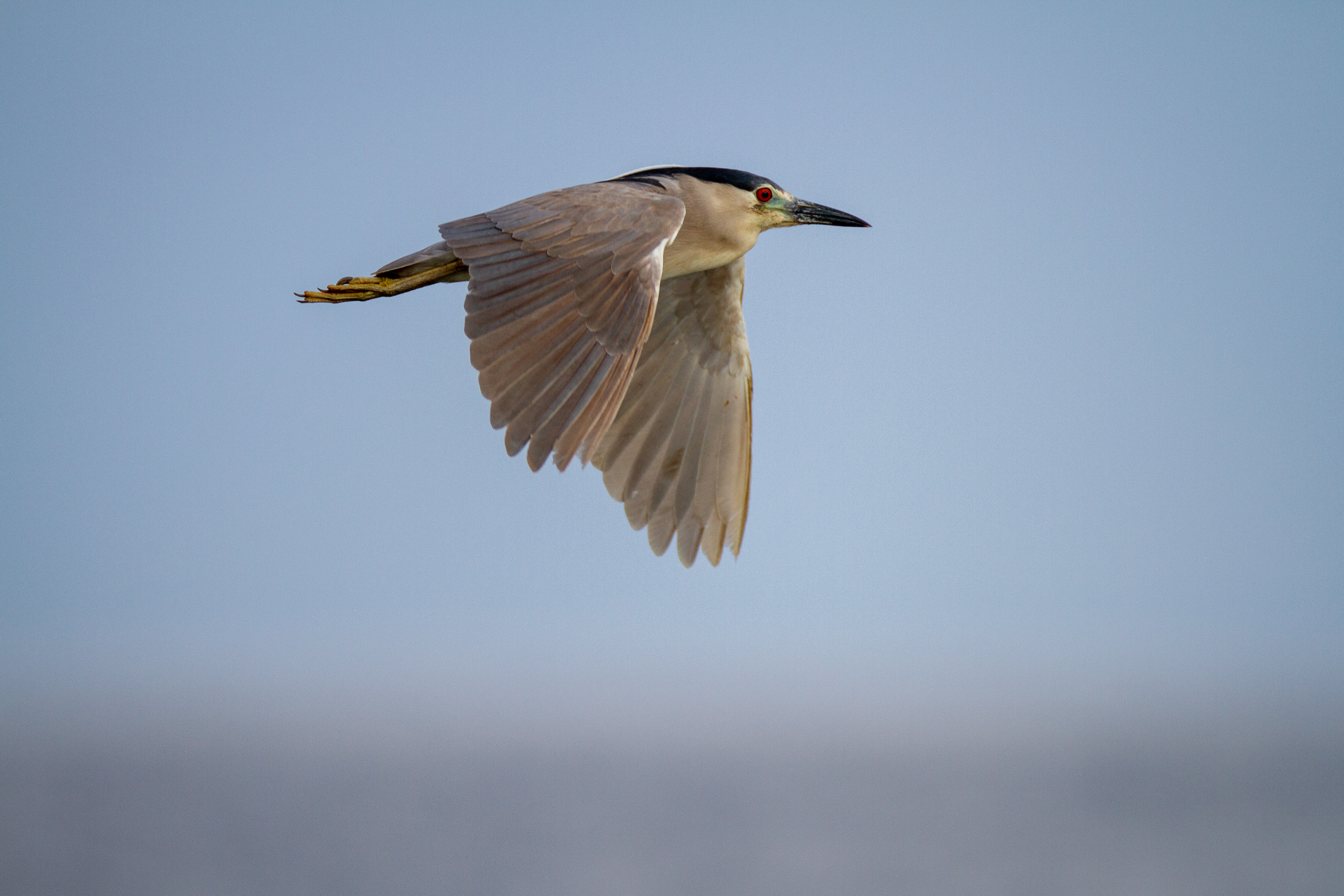 Free photo Quaqua in flight