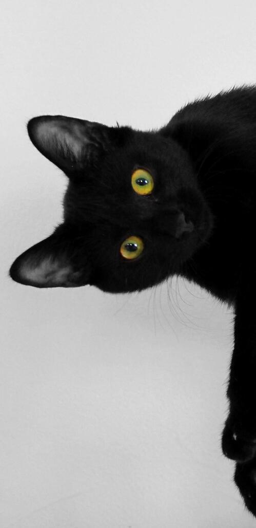 Бесплатное фото Ленивый черный кот на белом фоне