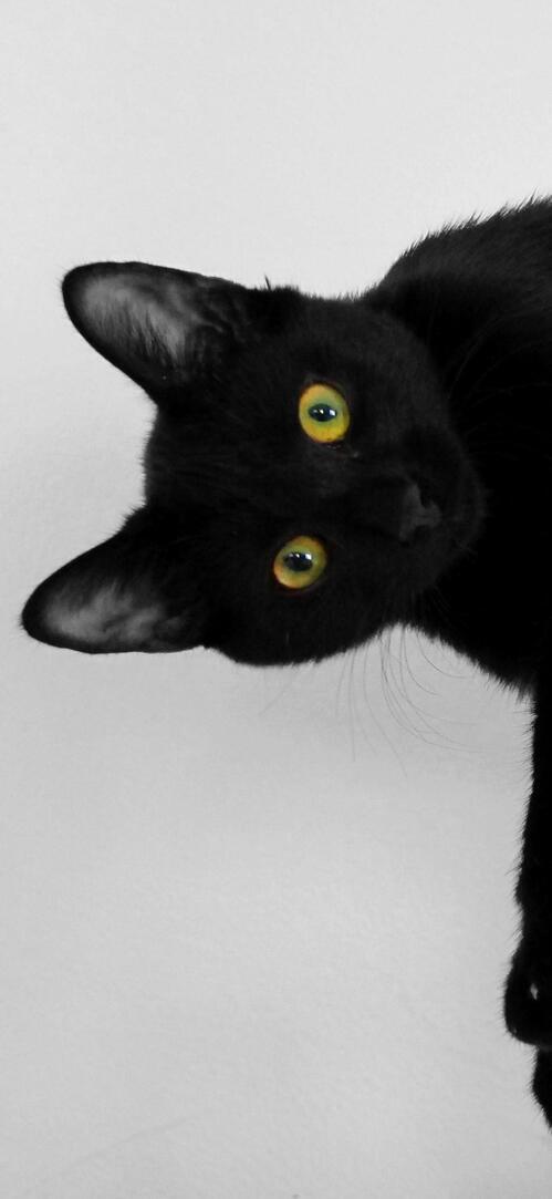 Бесплатное фото Ленивый черный кот на белом фоне