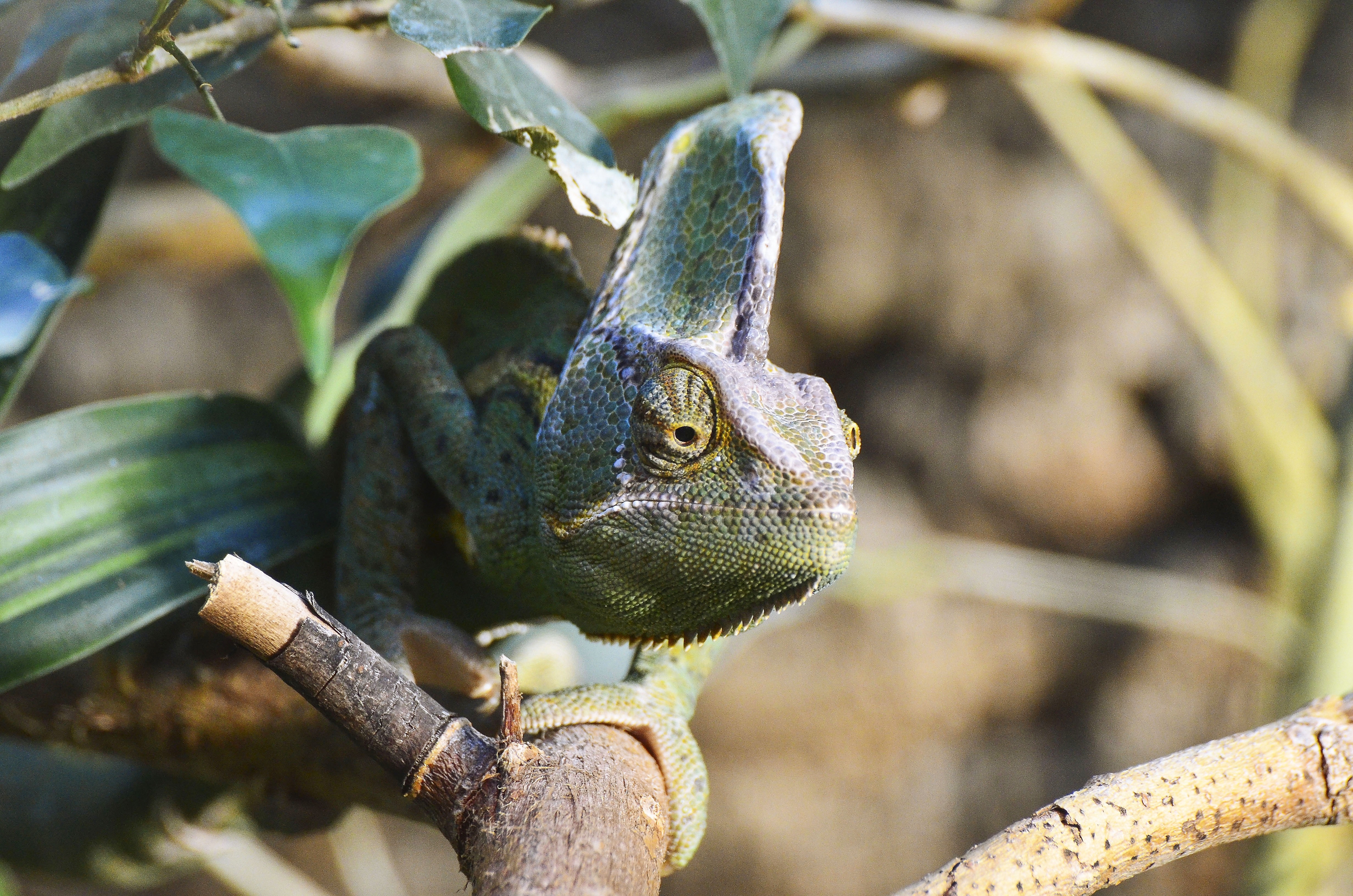 Free photo Green chameleon on a branch