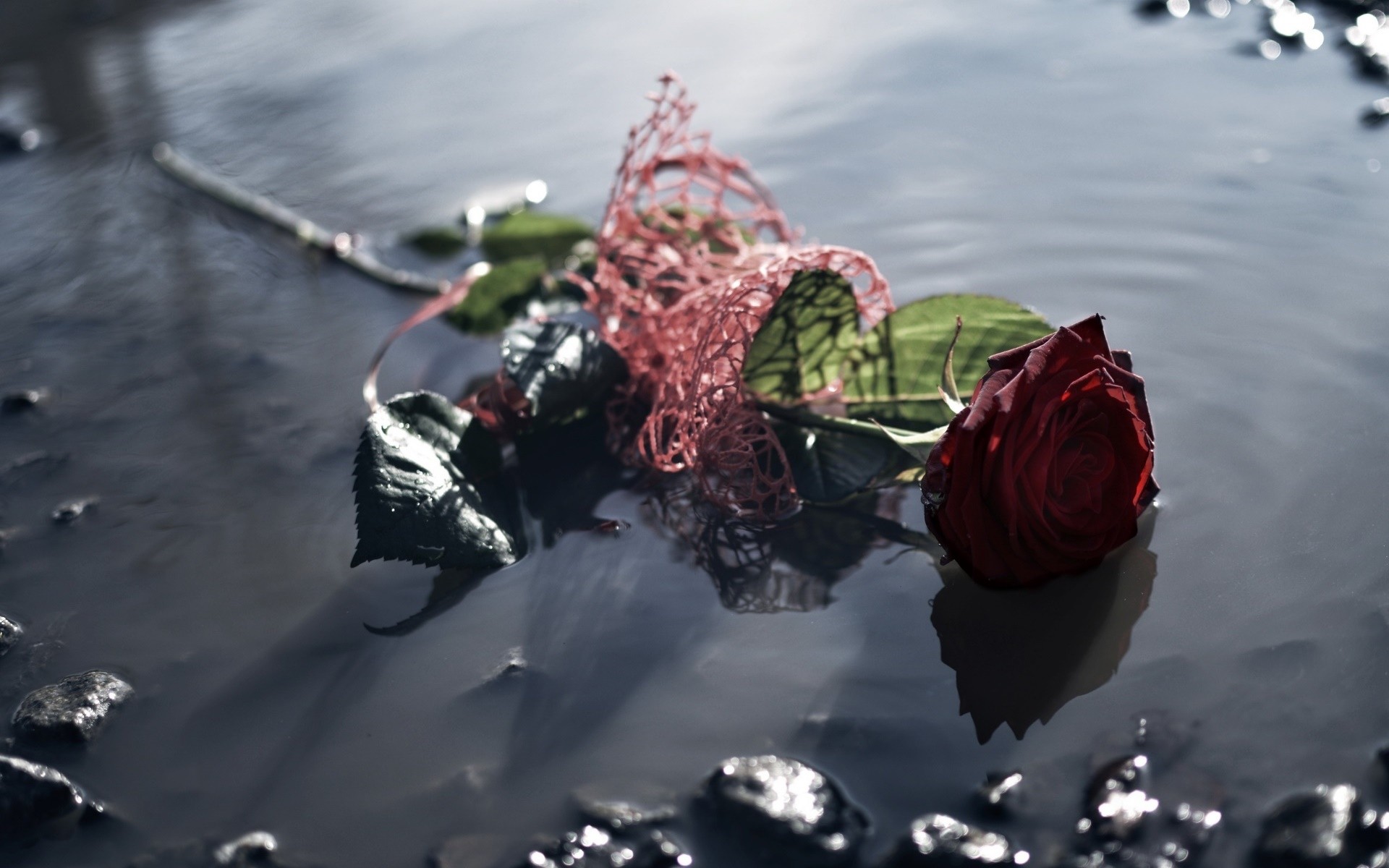 免费照片扔进水坑的玫瑰