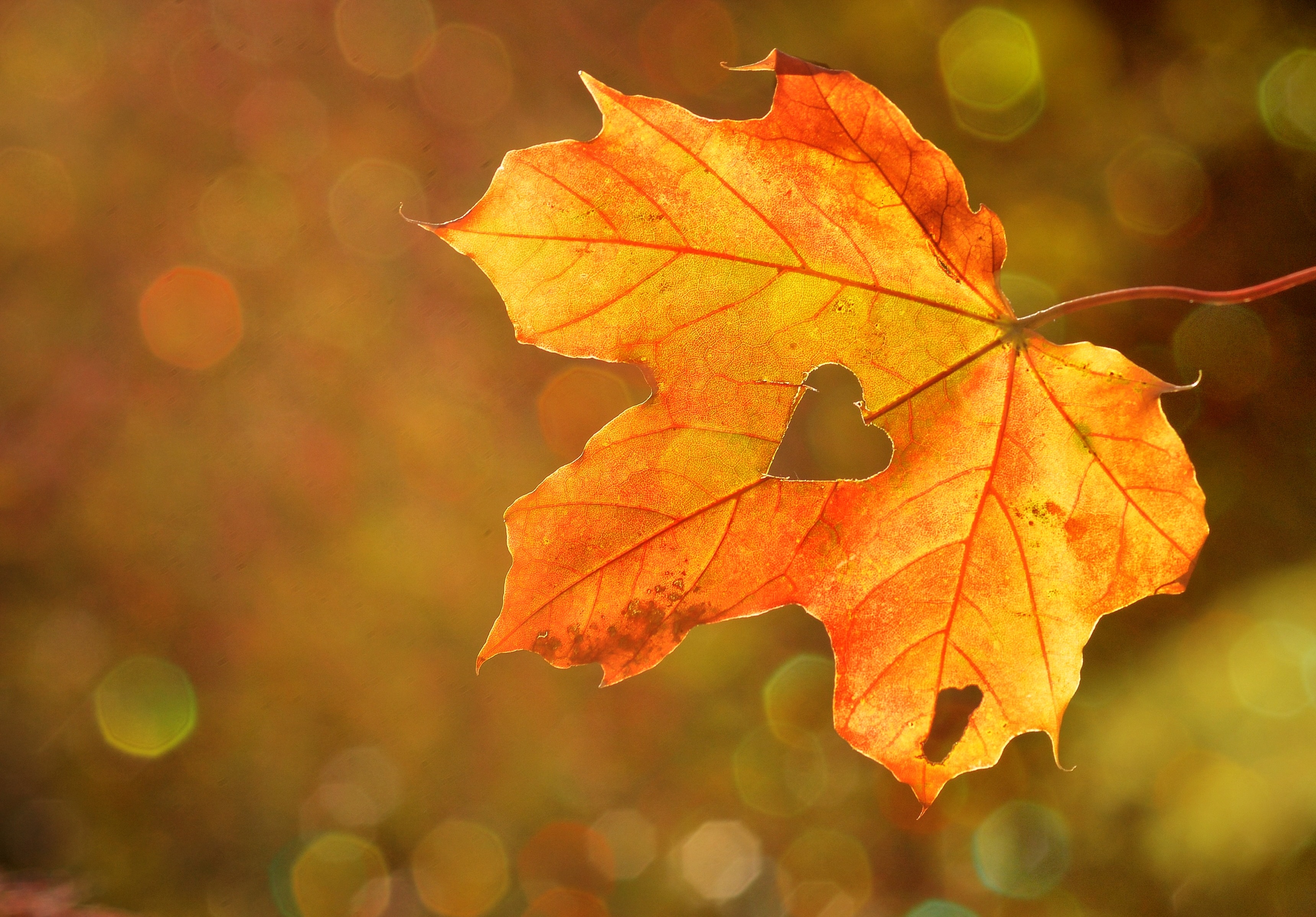 Wallpapers heart autumn boke on the desktop