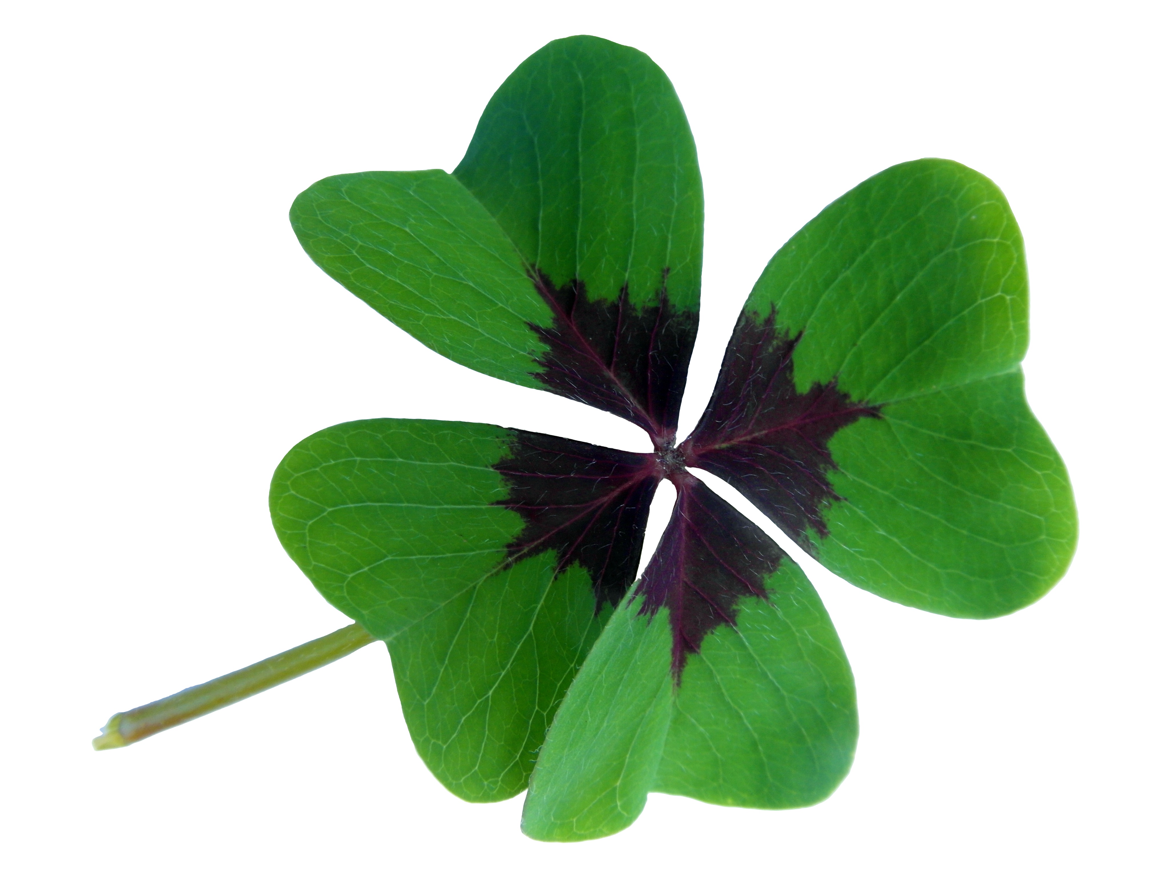Clover on a white background