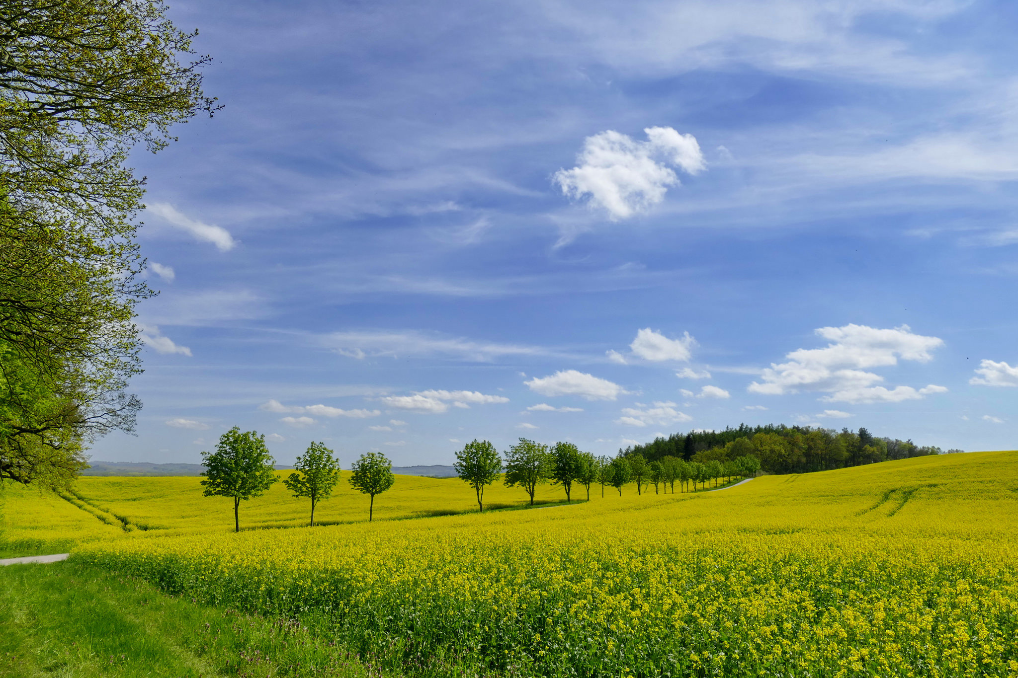 Wallpapers yellow field landscapes field on the desktop