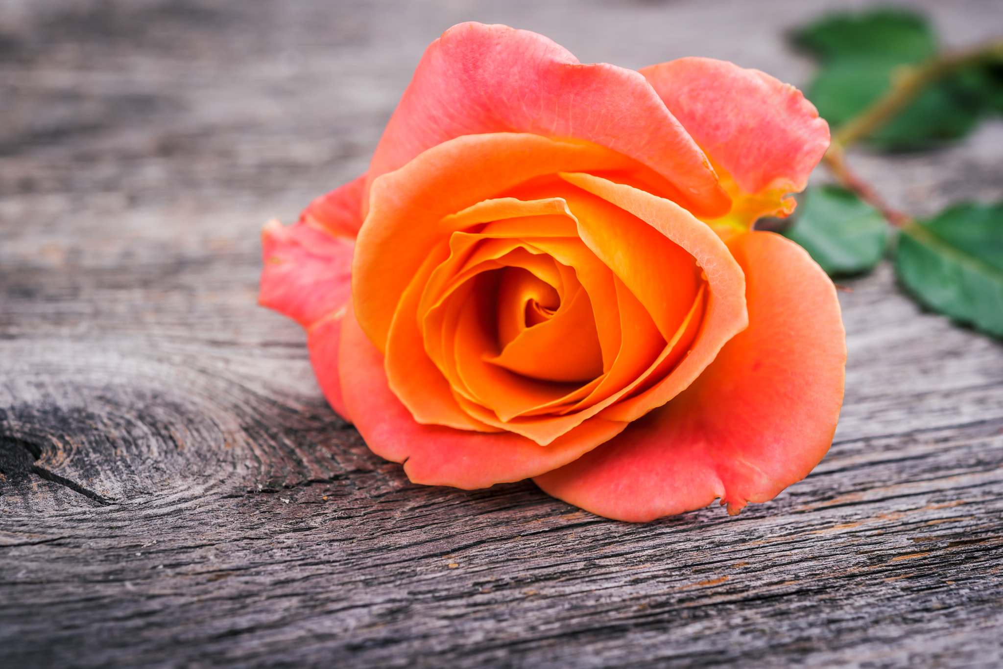 木桌上的橙色玫瑰