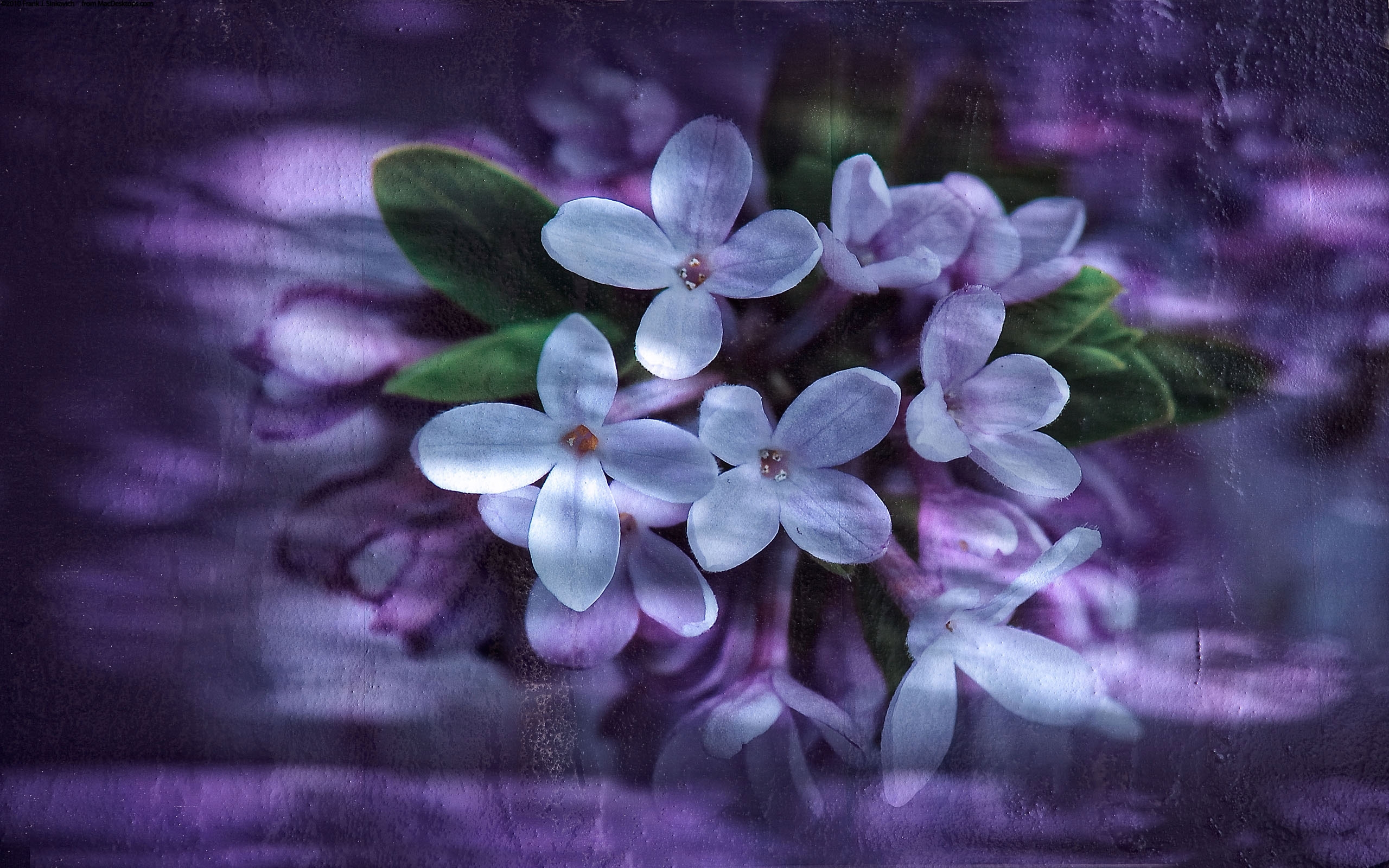 The tenderness of lilac