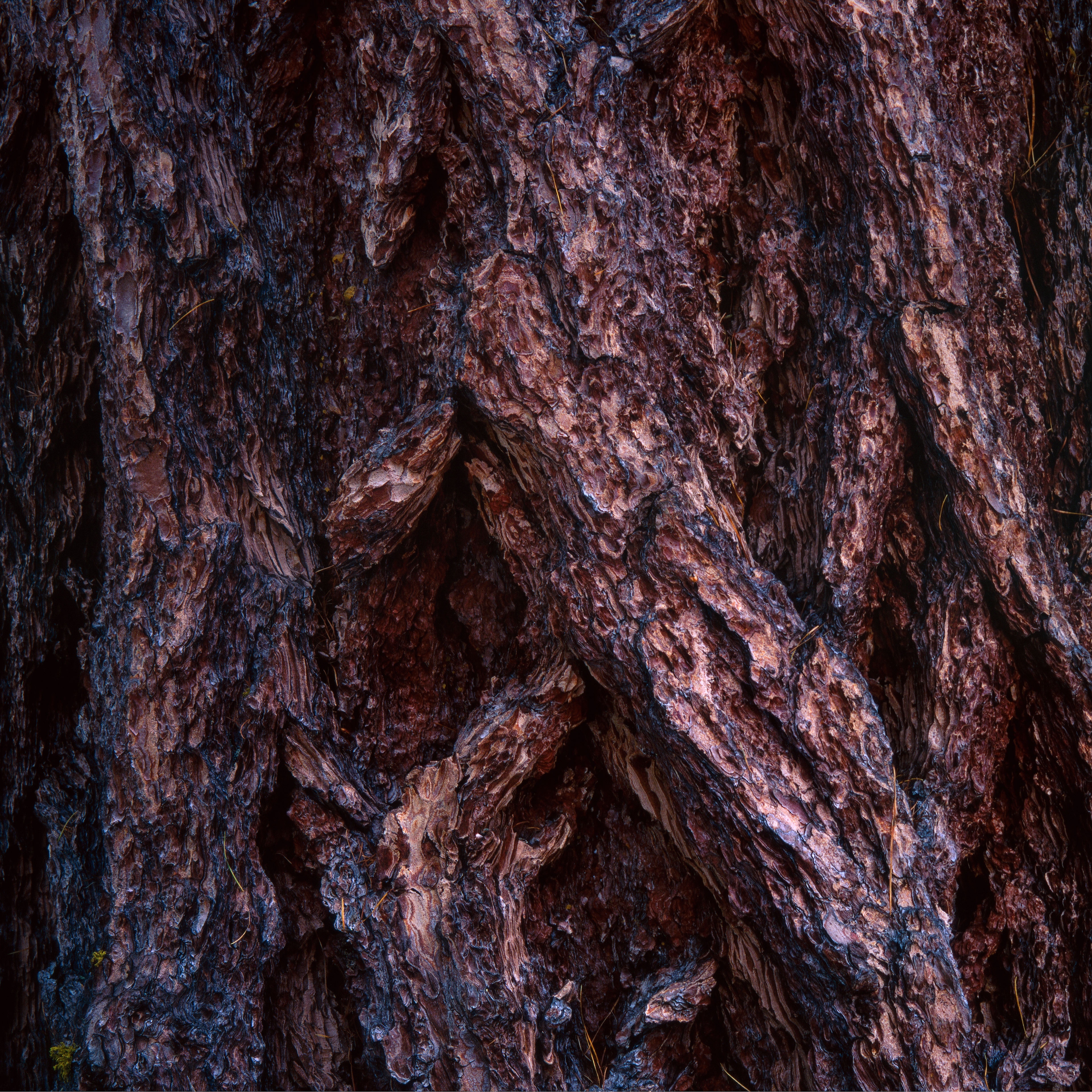 Wallpapers bark wood surface on the desktop