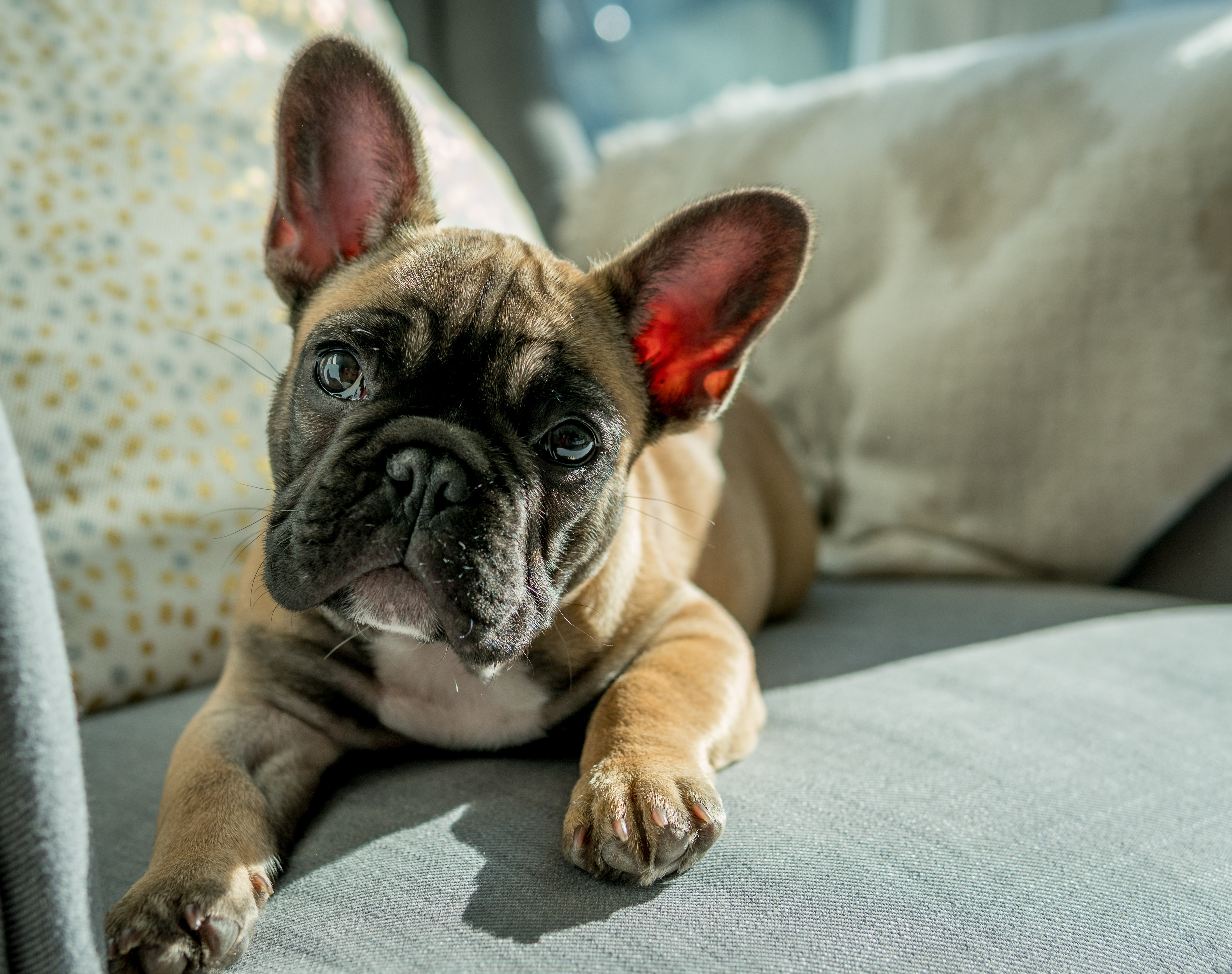 Free photo Puppy bulldog