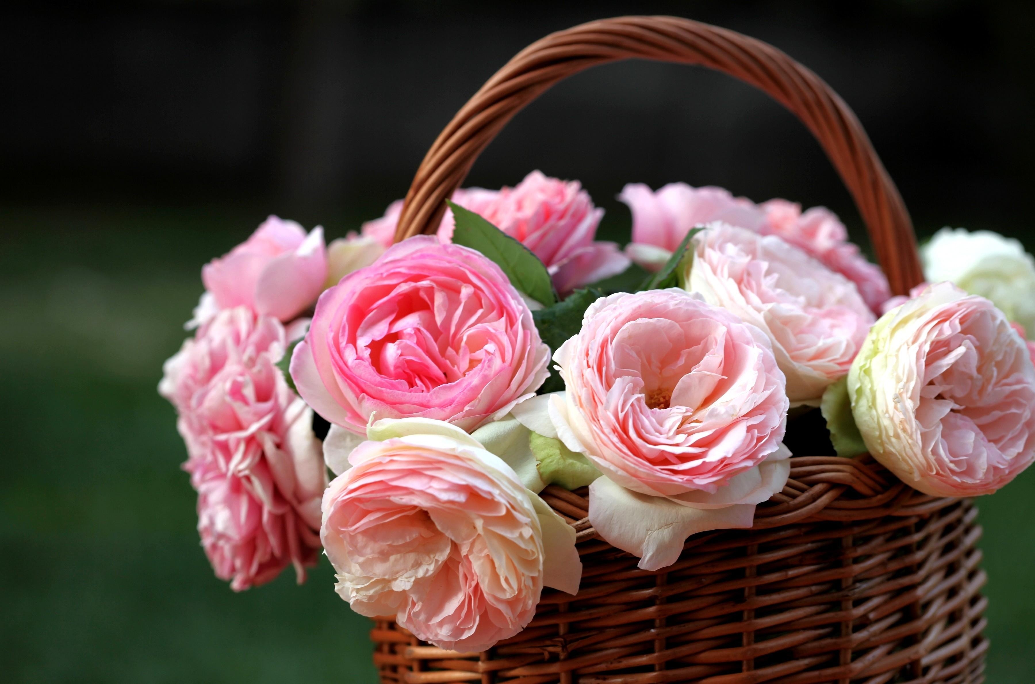 Free photo Pierre de Ronsard roses in a basket