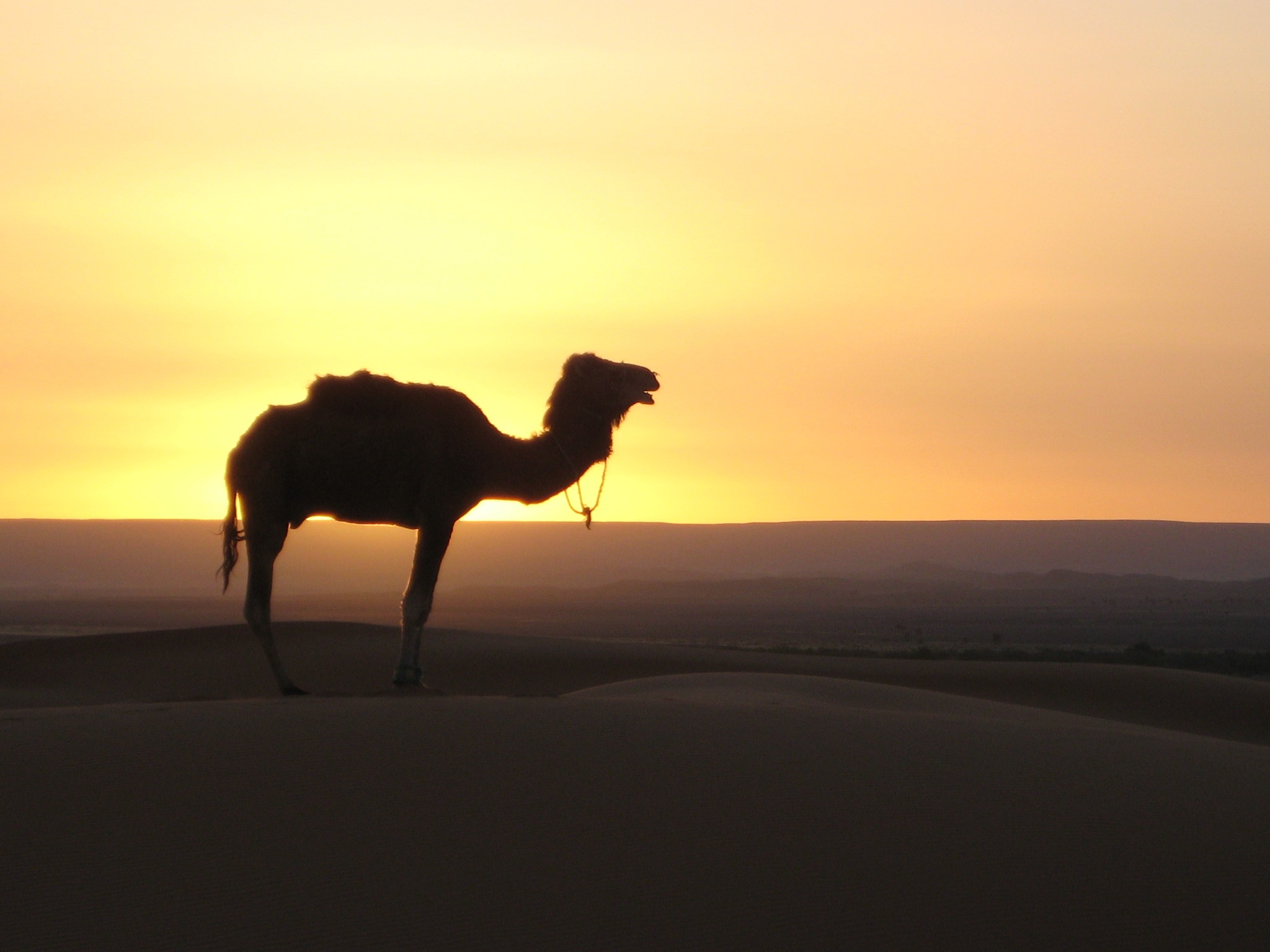 Free photo The silhouette of a camel against the background of the sunset