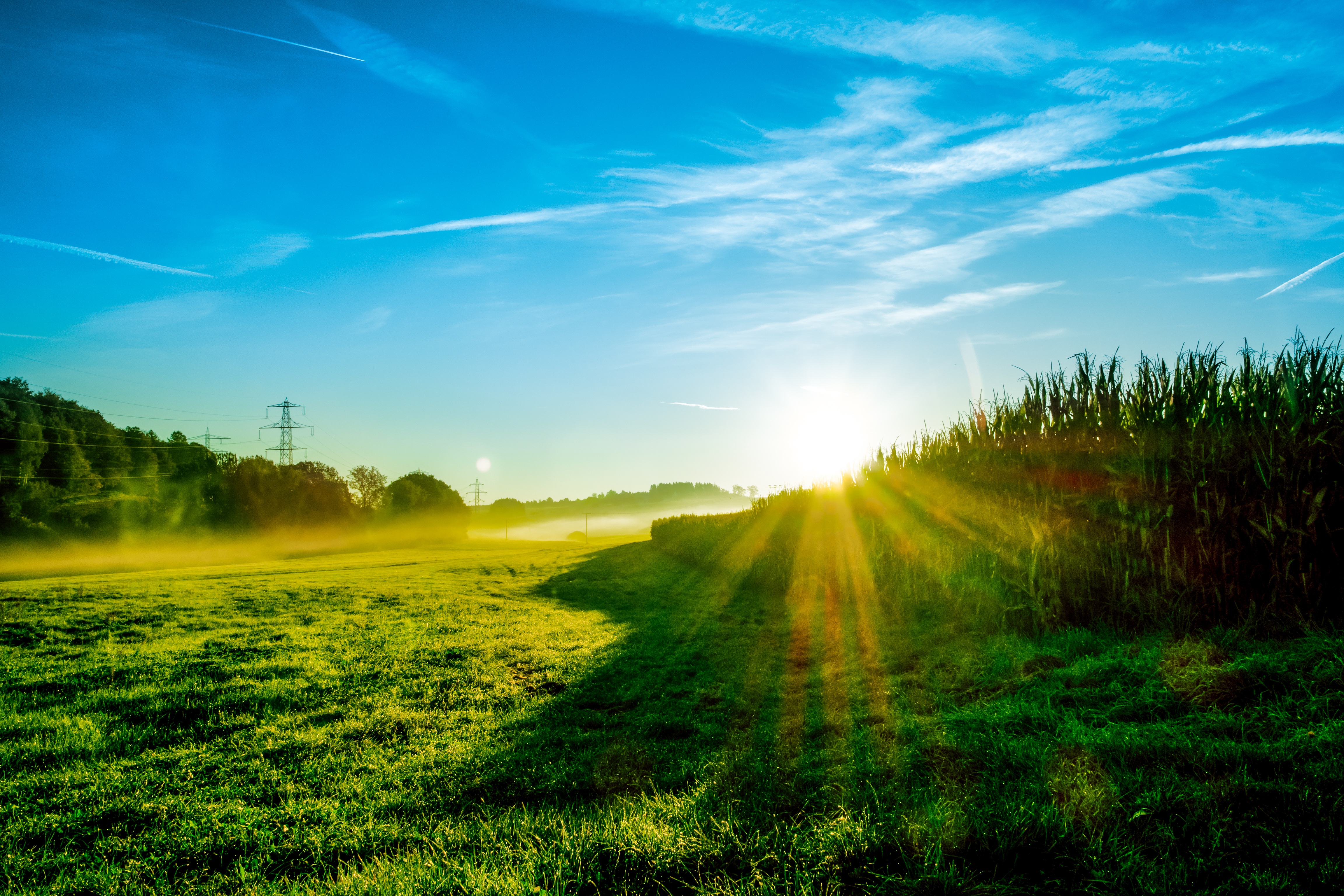 Free photo Sunny summer glade