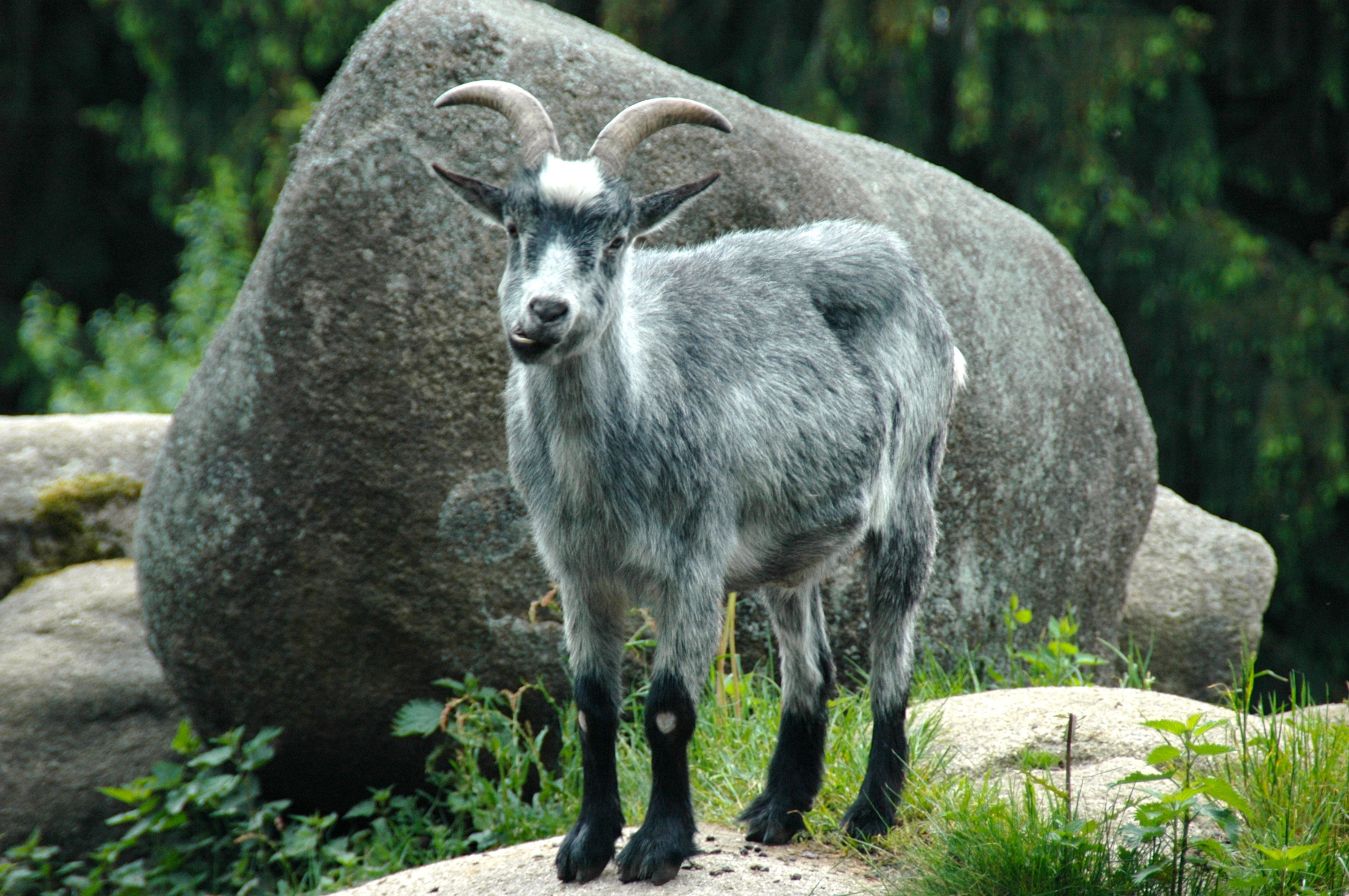 Free photo A mountain goat stares into the camera