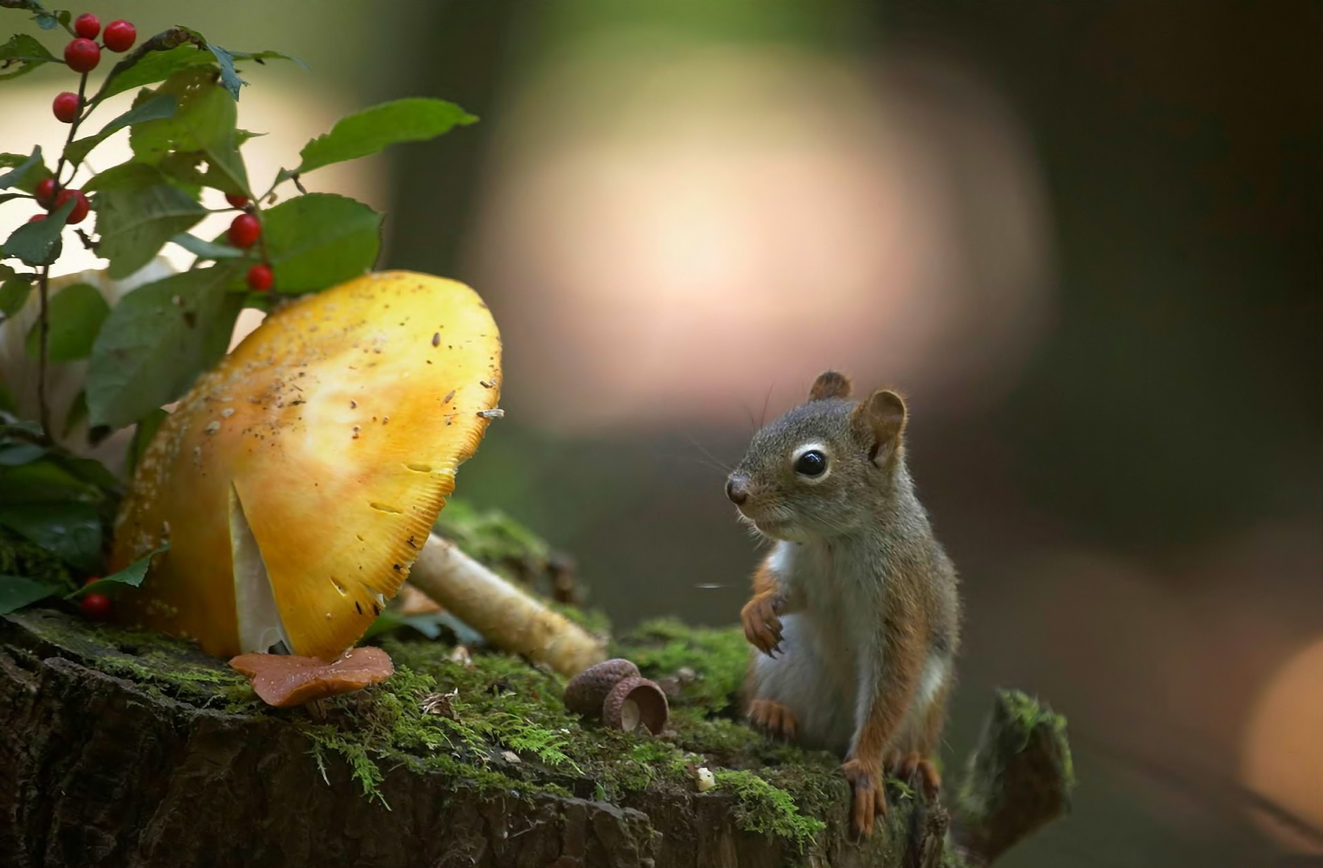 Free photo A squirrel ate a nut