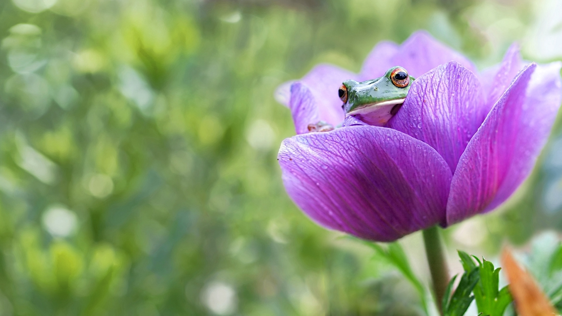 免费照片一只绿色的青蛙坐在一朵紫色的花里