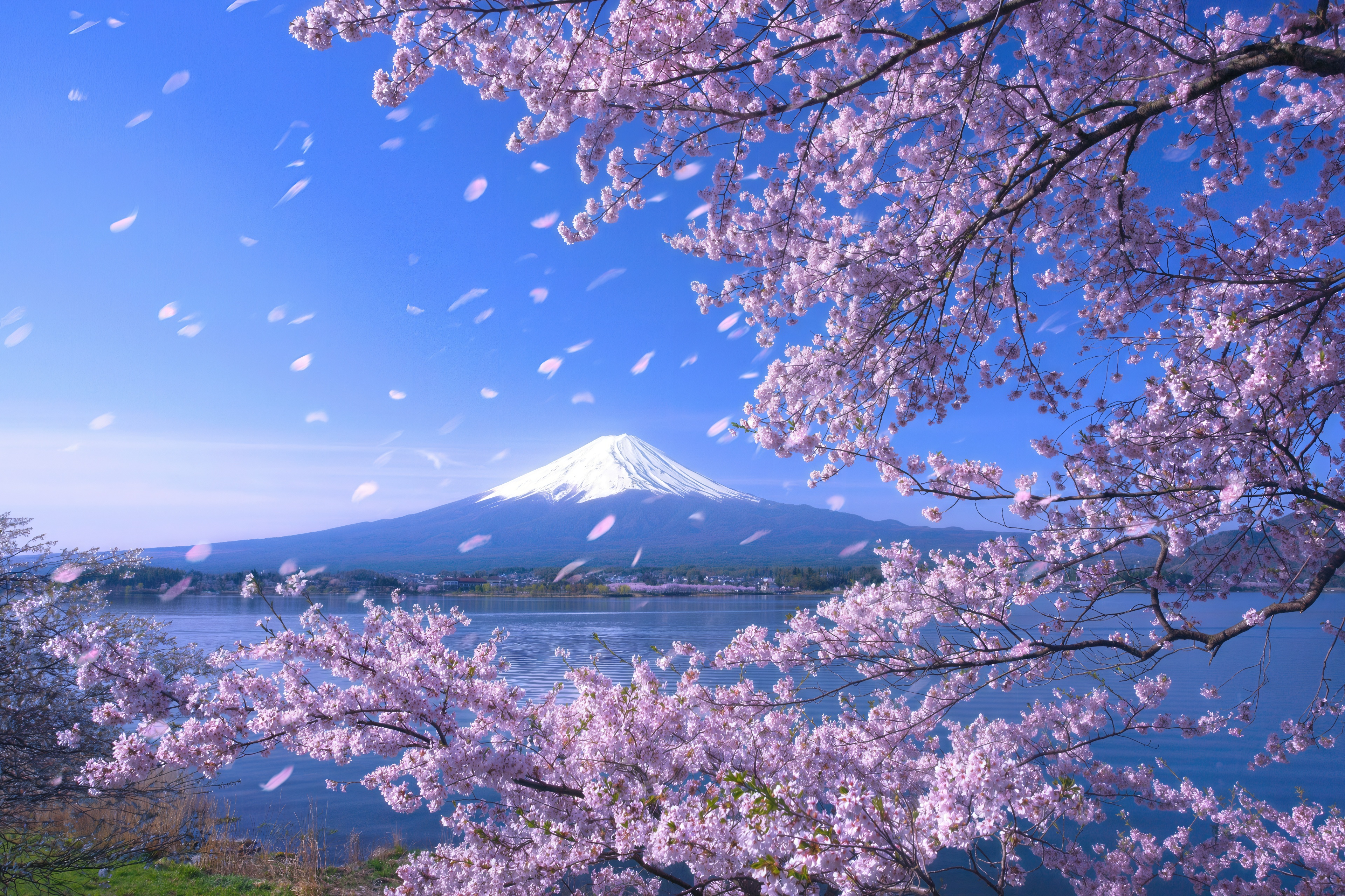Free photo Spring in Japan: sakura, lake and majestic Mount Fuji.