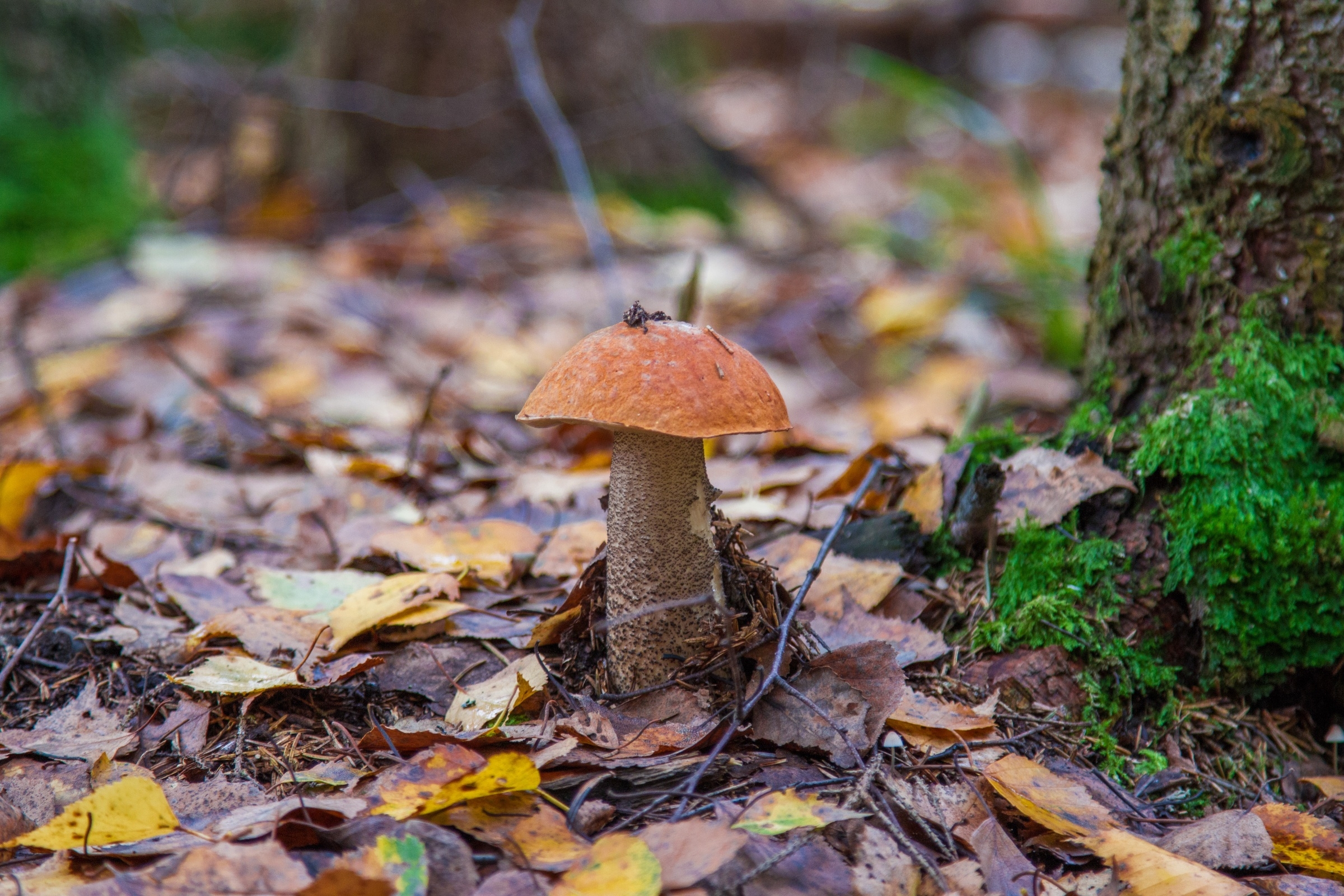 A lonely mushroom among the fallen leaves